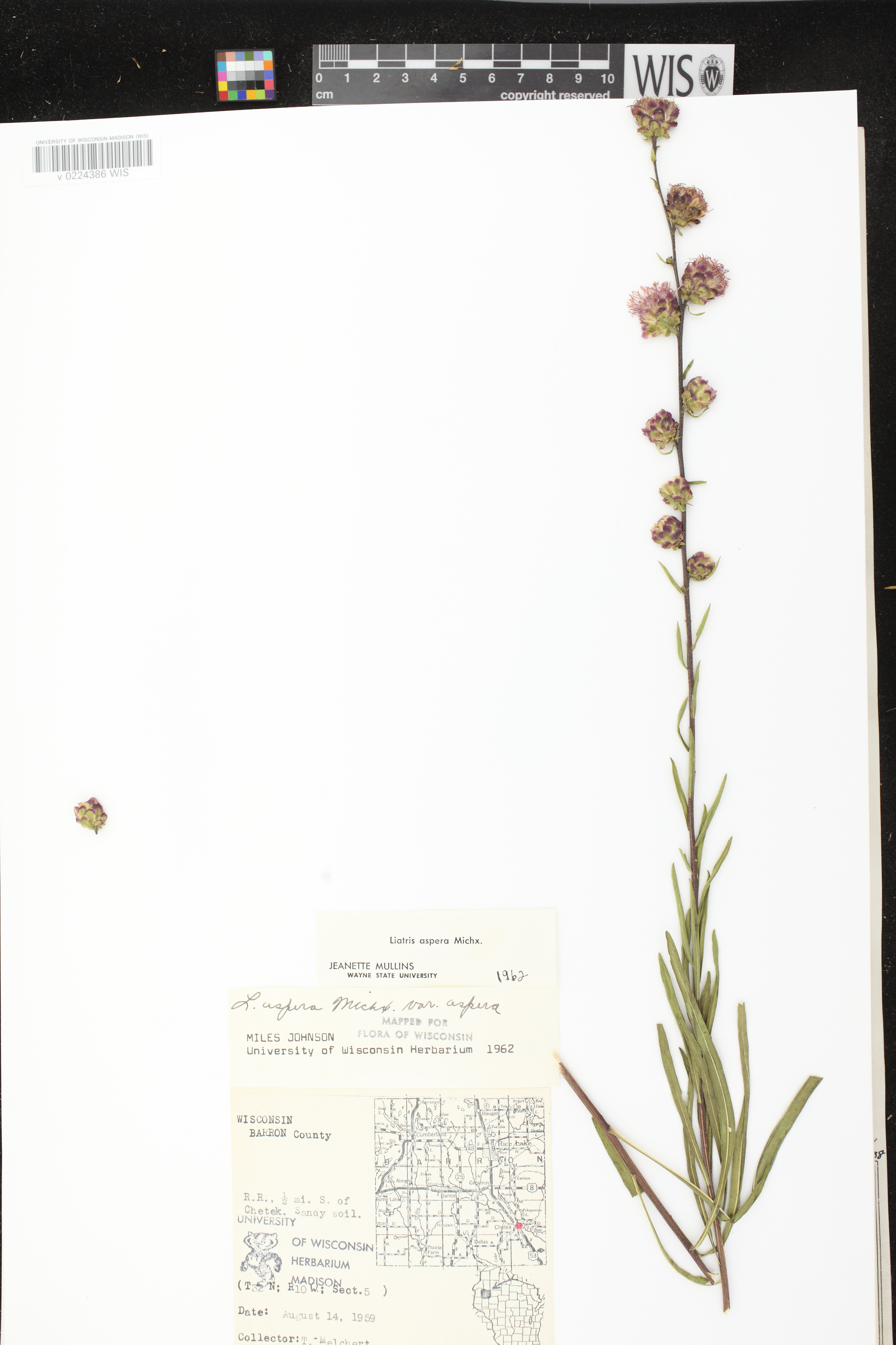 Liatris aspera image