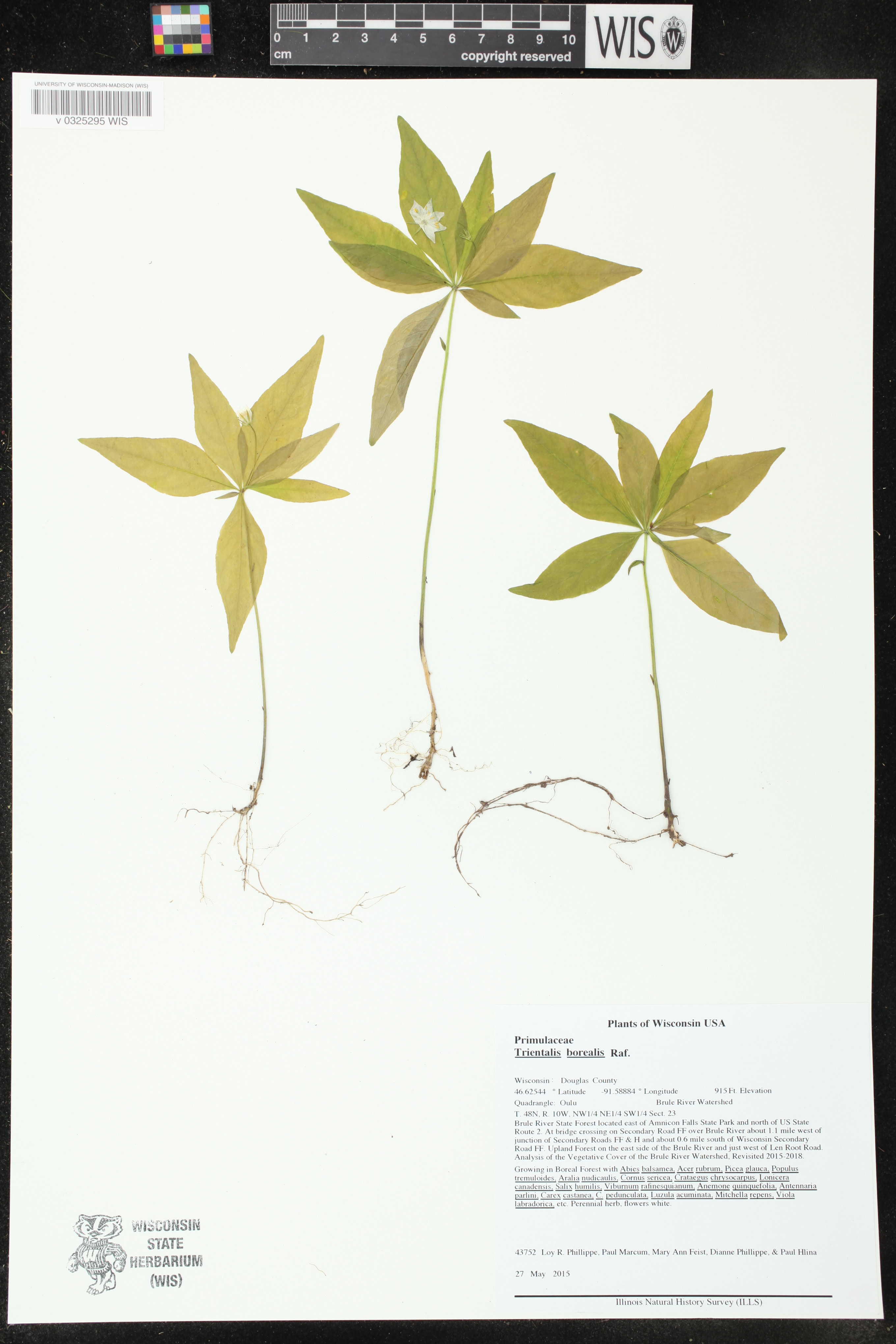 Trientalis borealis image