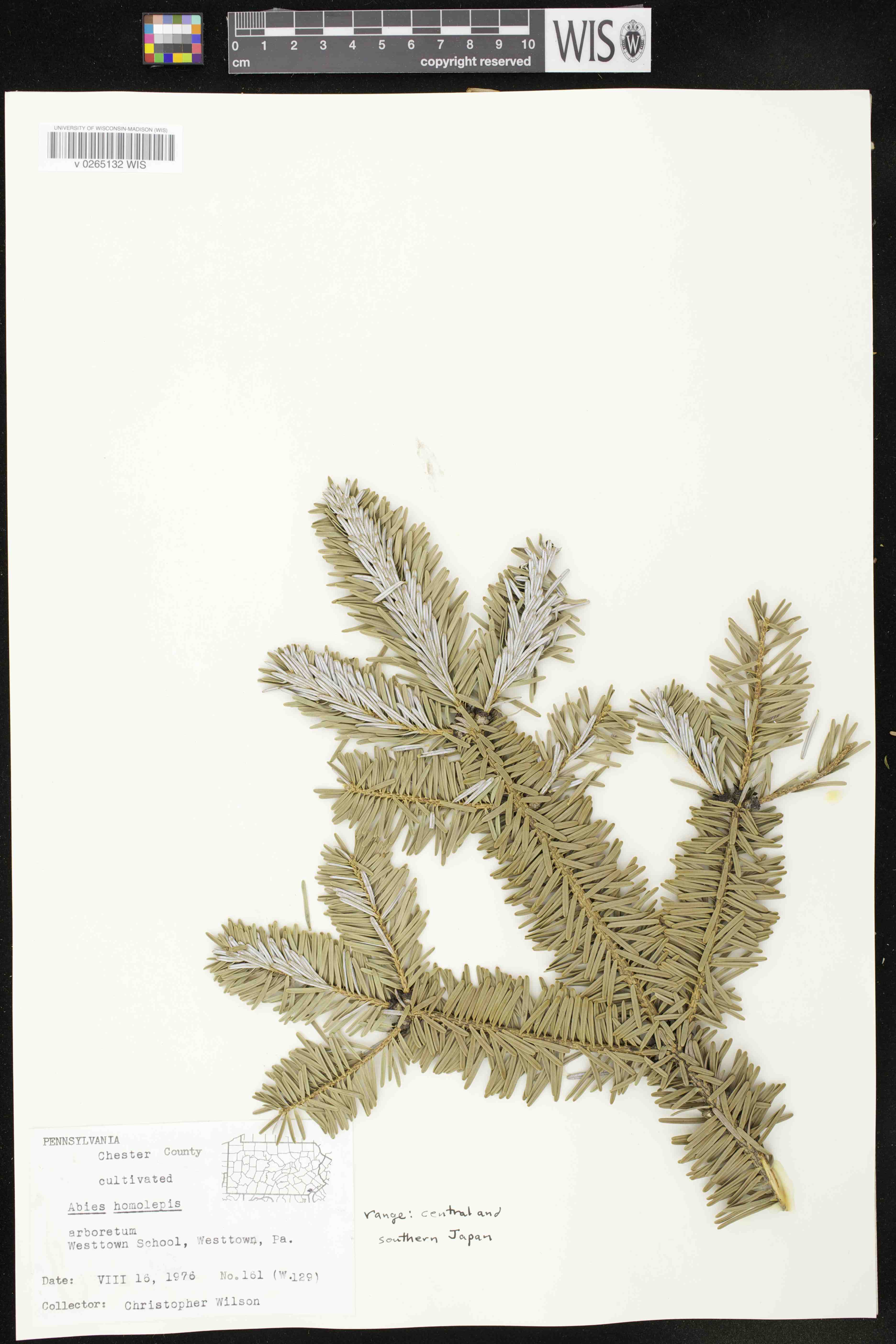 Abies homolepis image