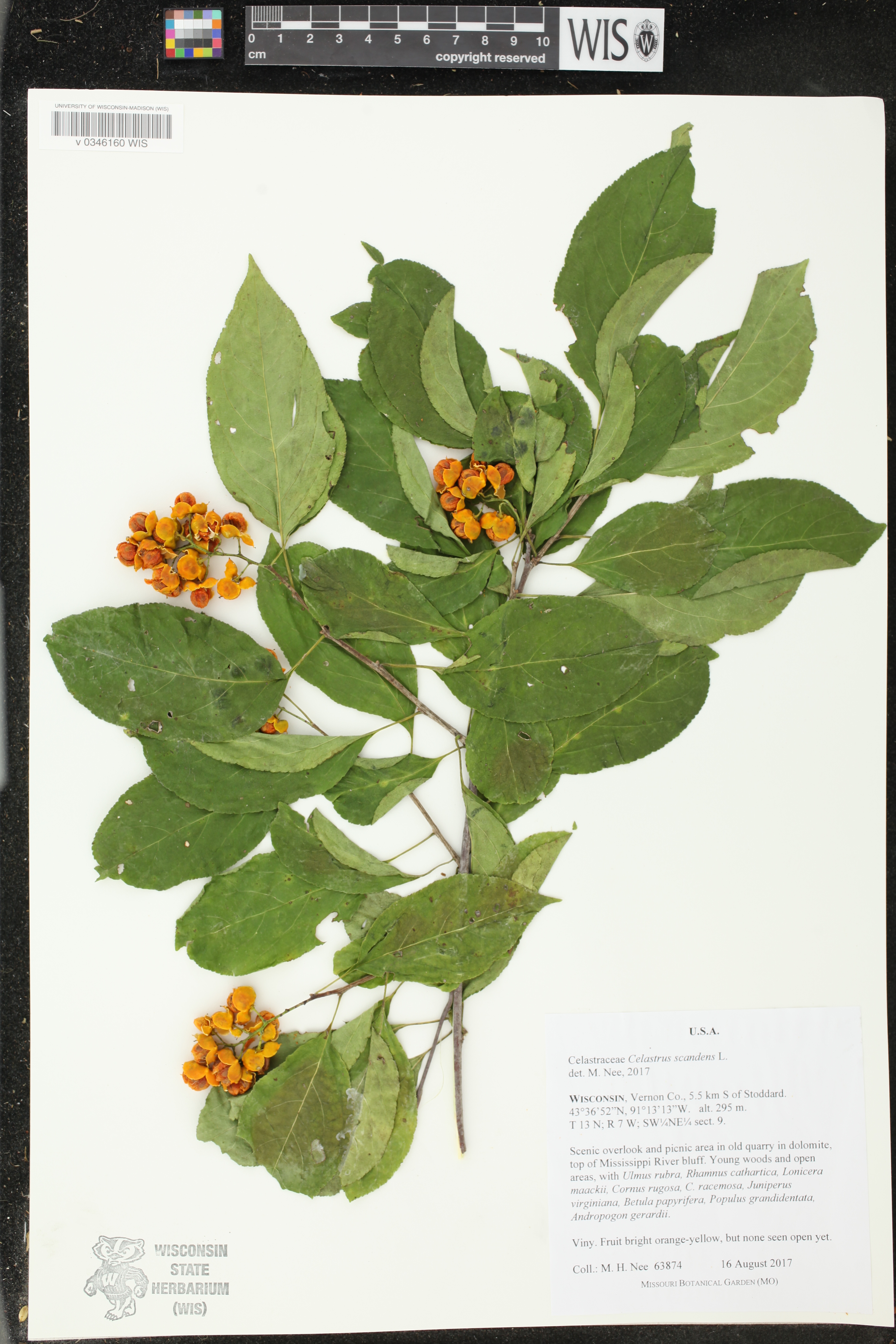 Celastrus scandens image
