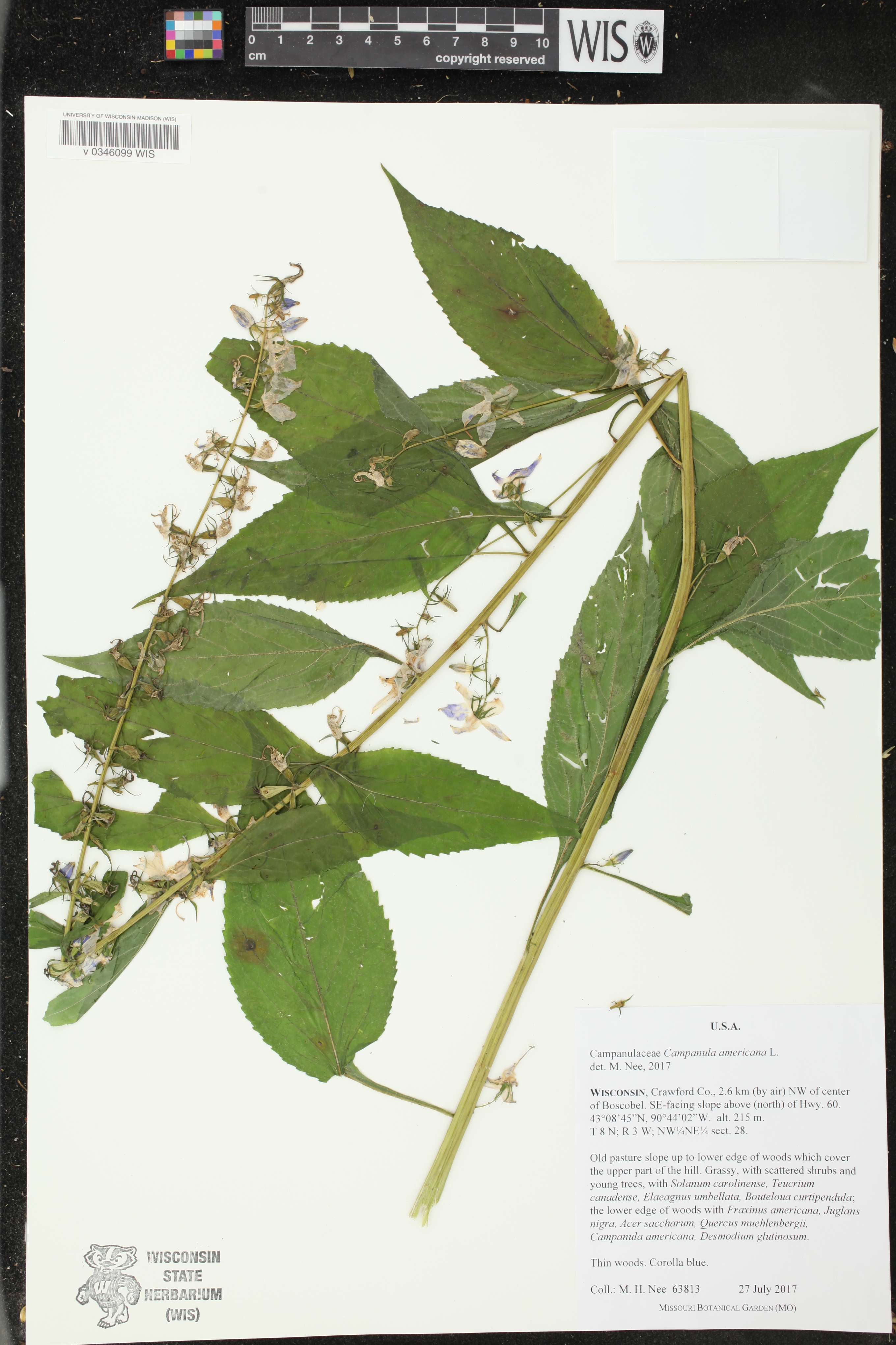 Campanulastrum americanum image