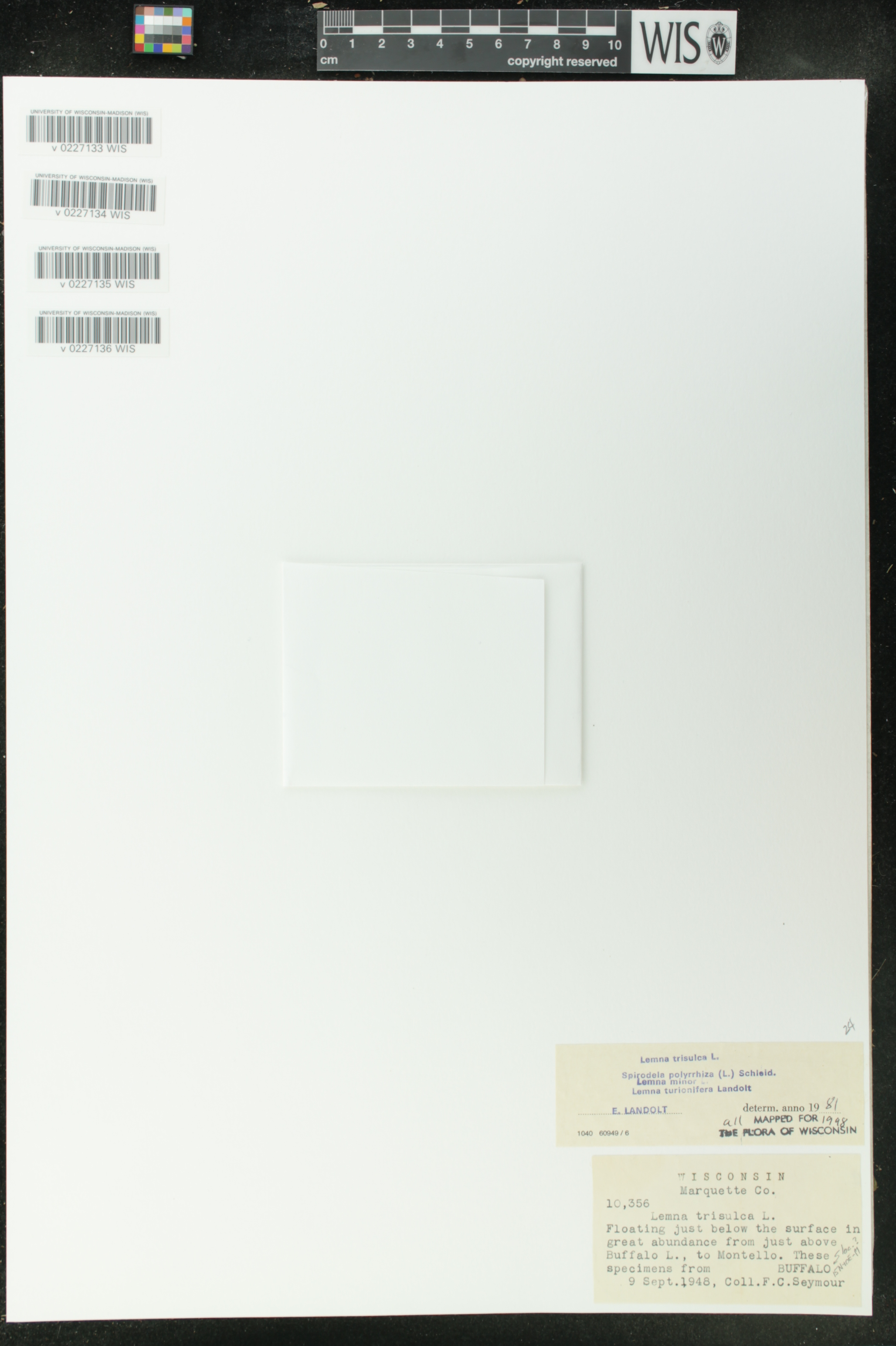 Lemna trisulca image
