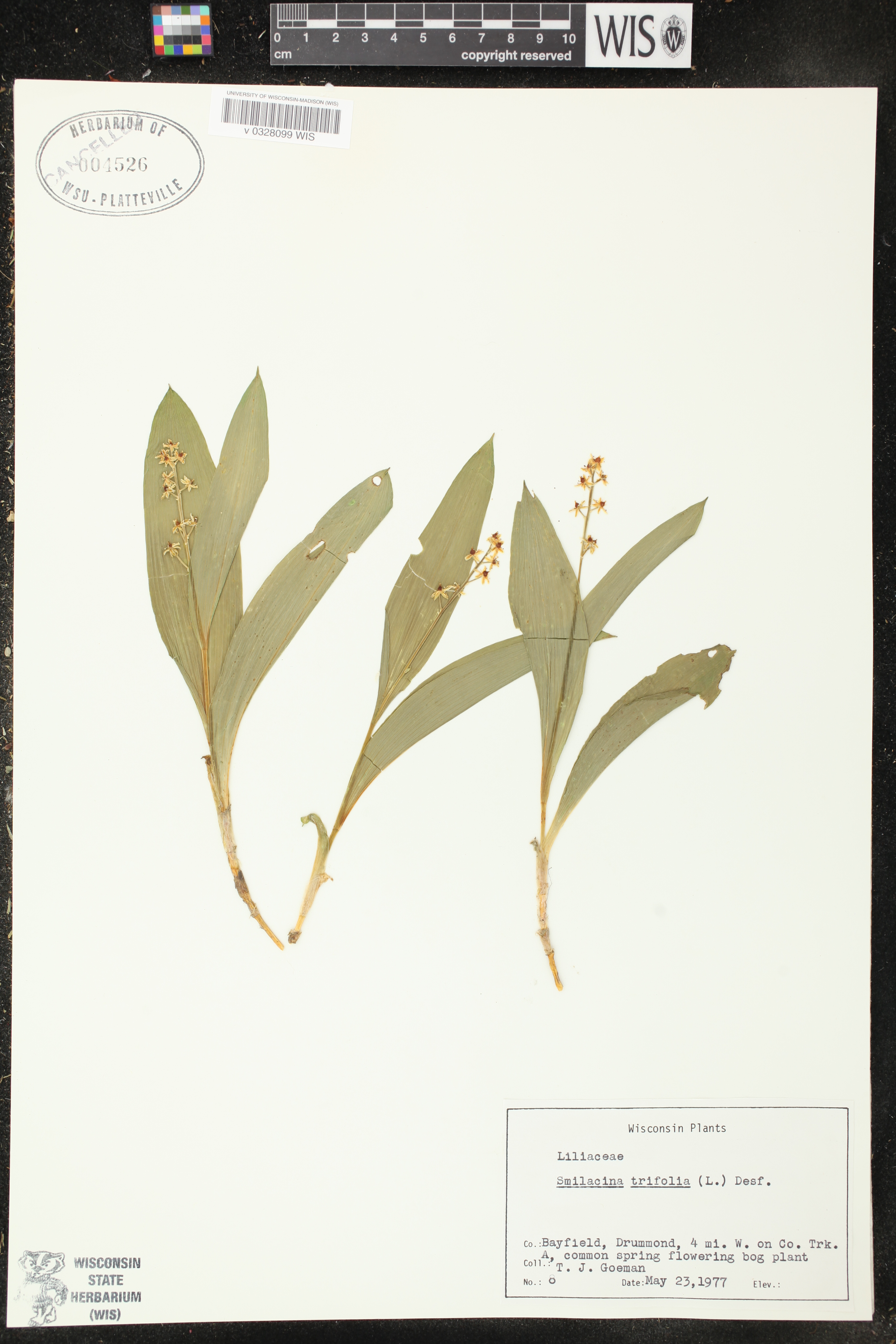 Maianthemum trifolium image