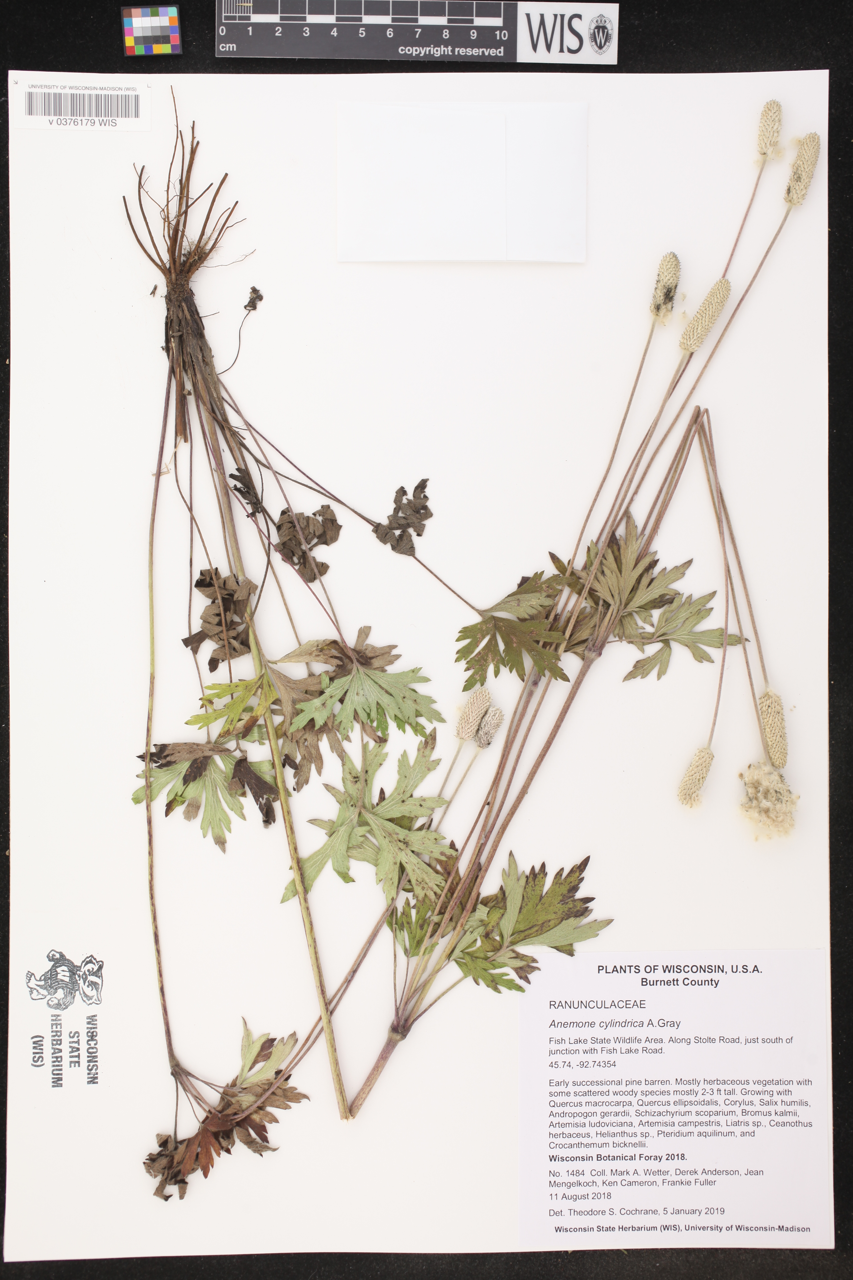 Anemone cylindrica image