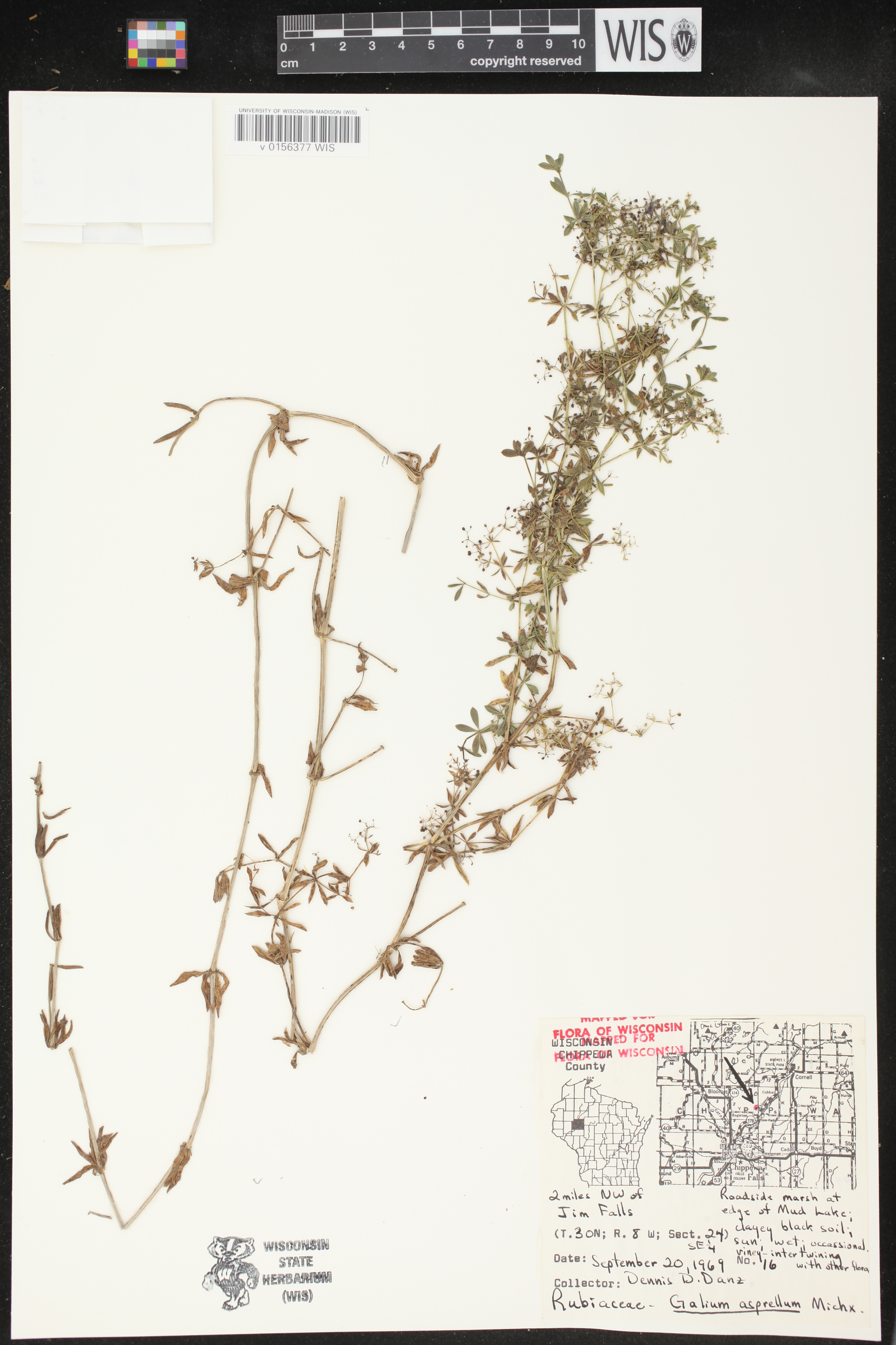 Galium asprellum image