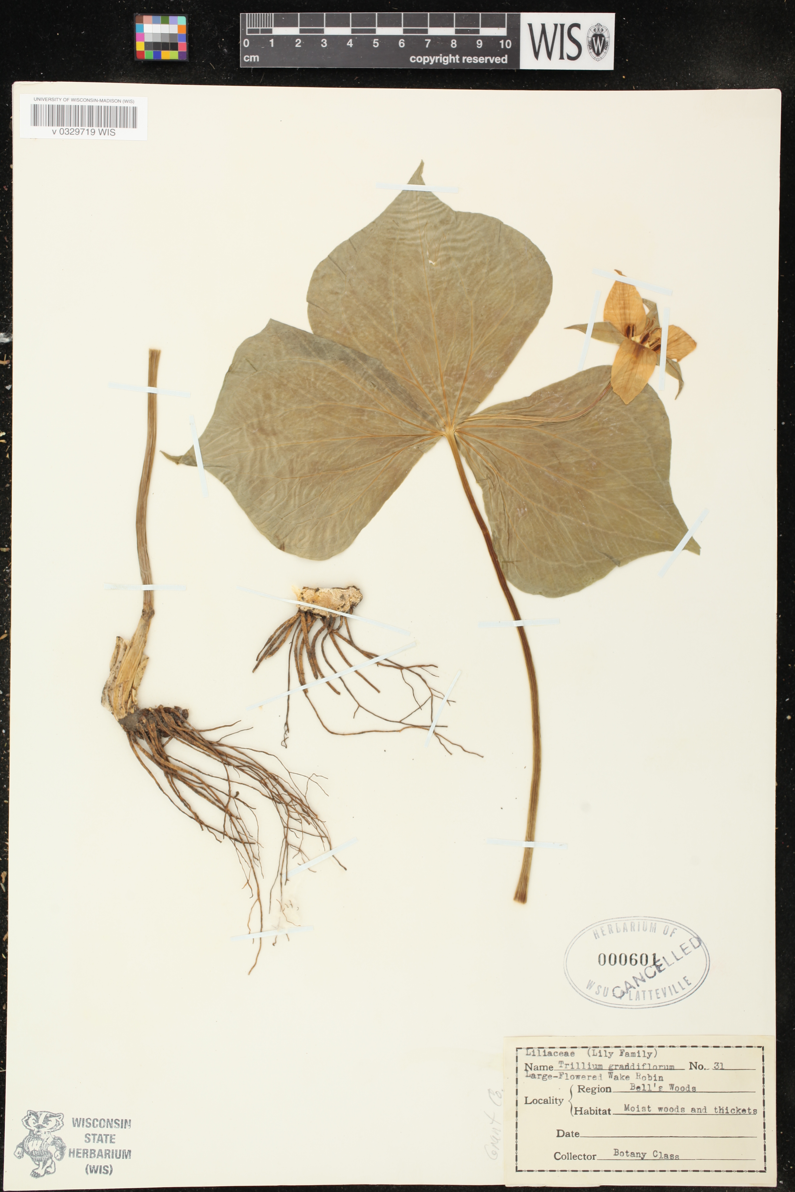 Trillium grandiflorum image