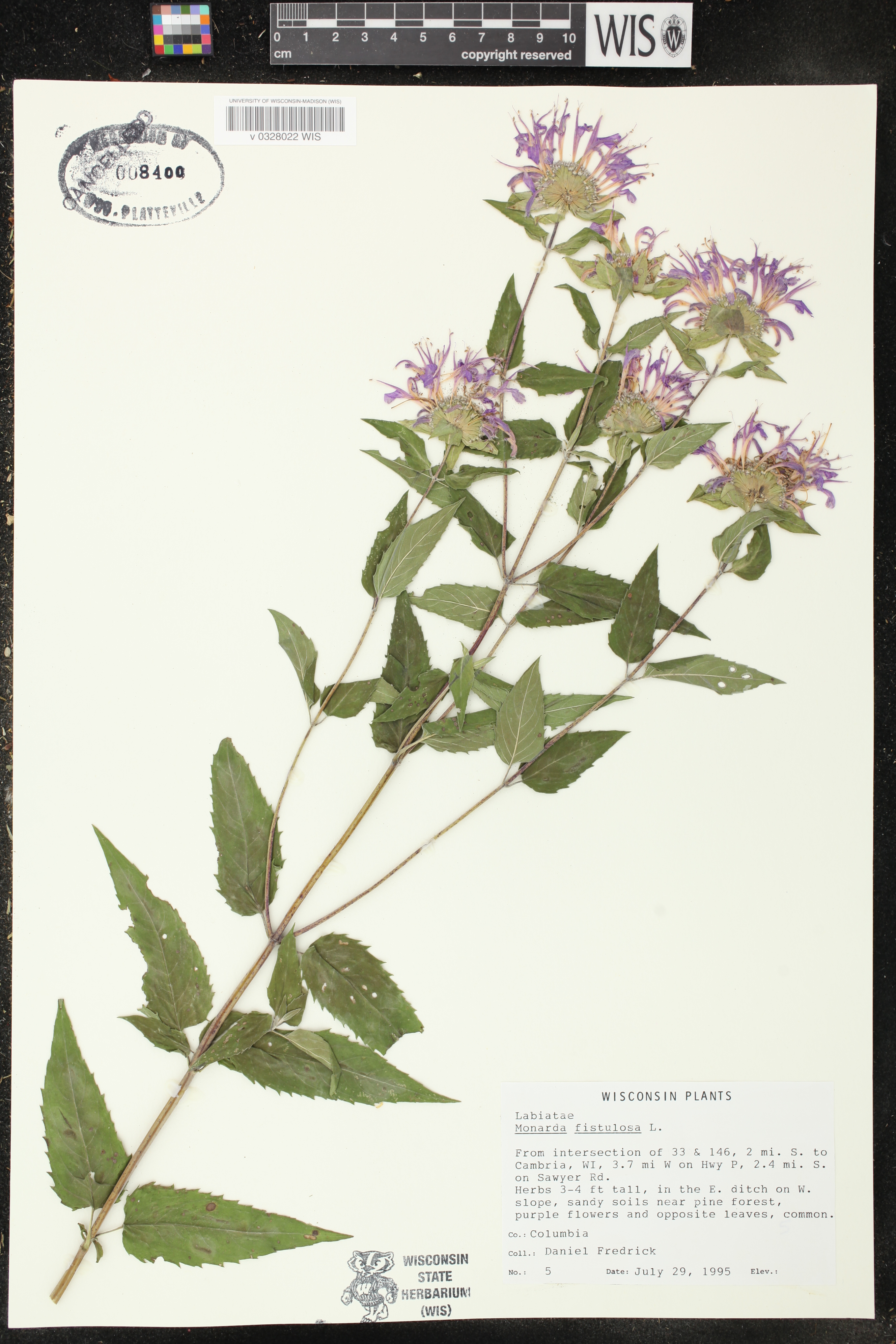 Monarda fistulosa image