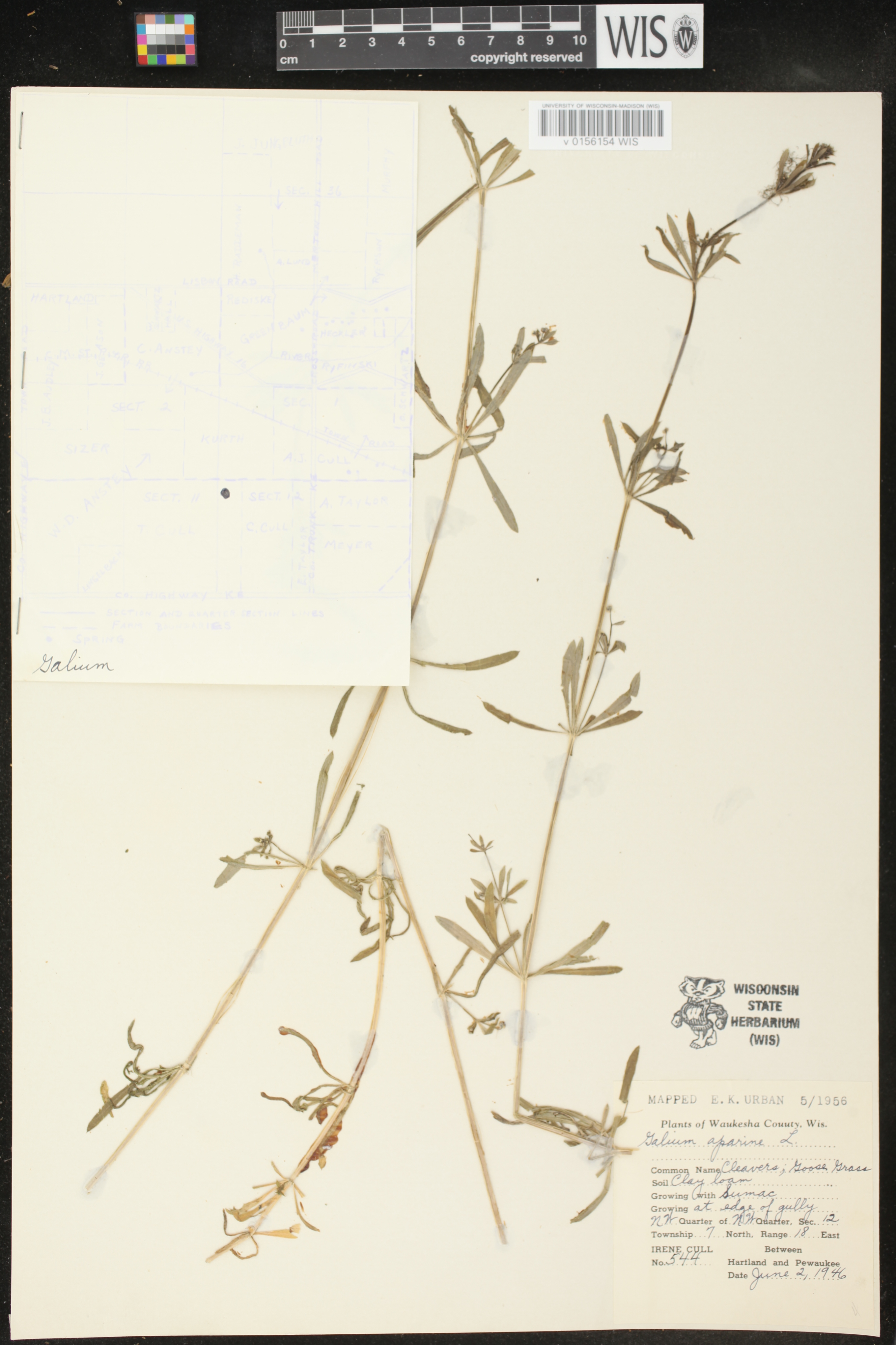 Galium aparine image