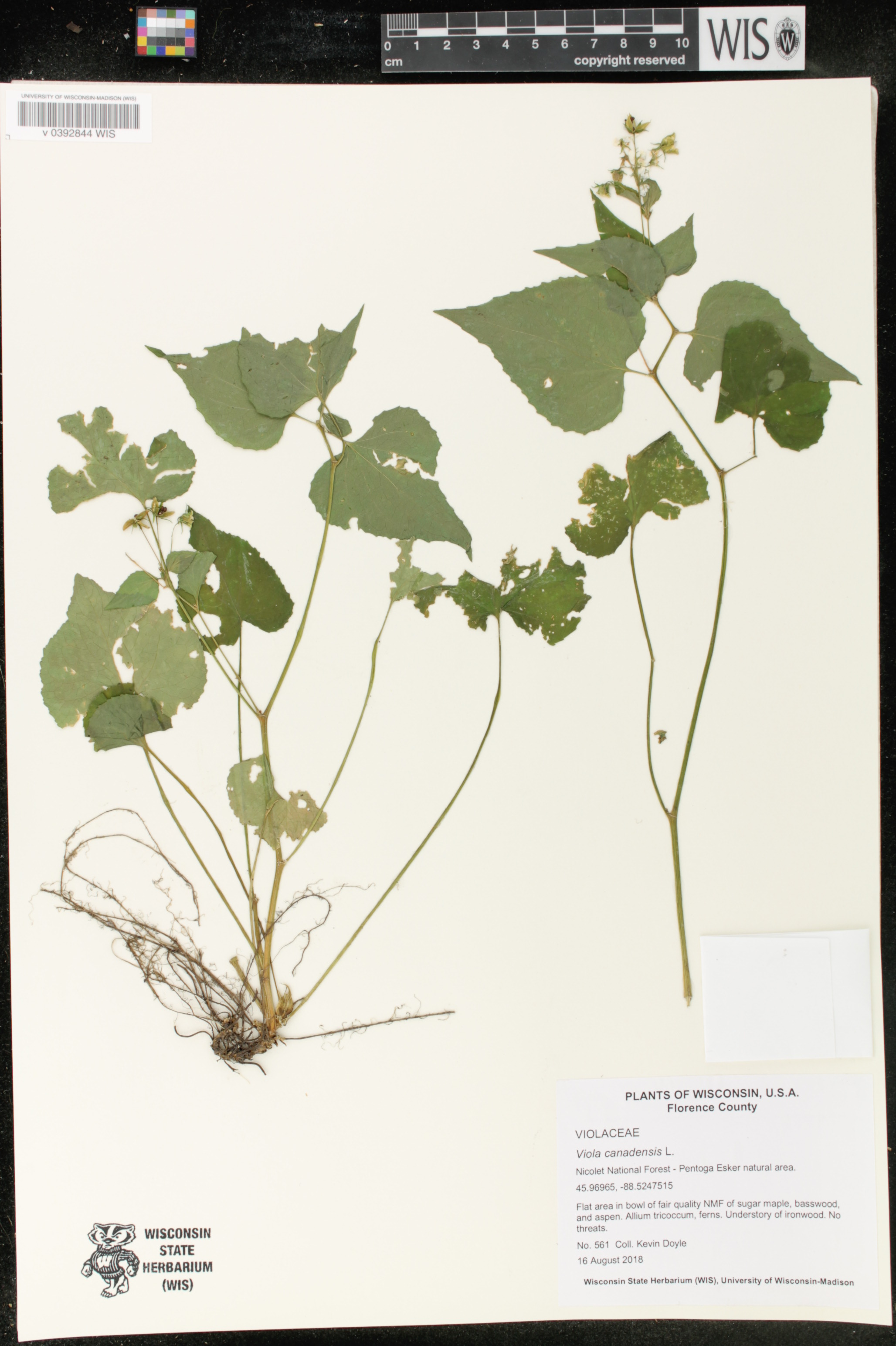 Viola canadensis image