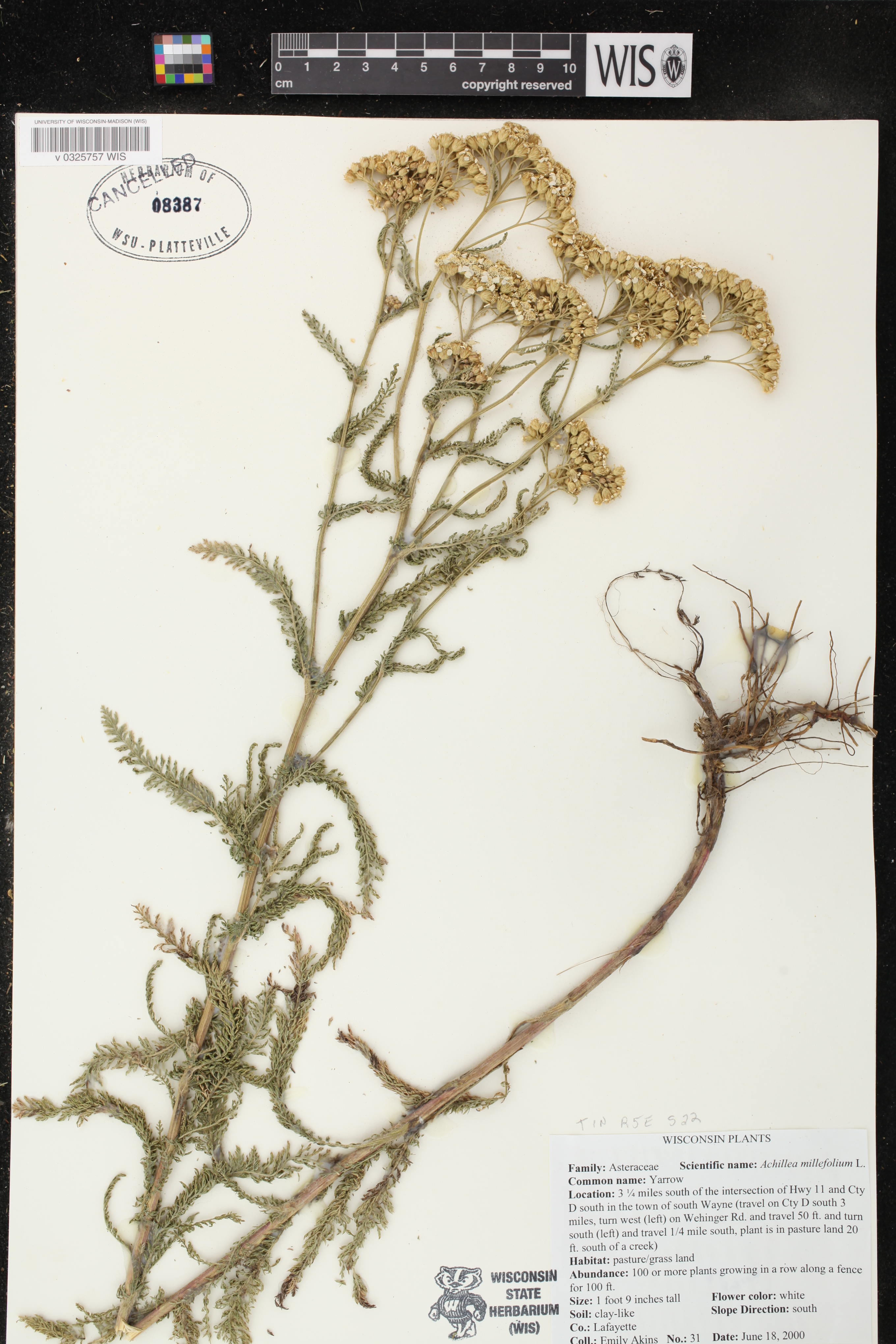 Achillea millefolium image