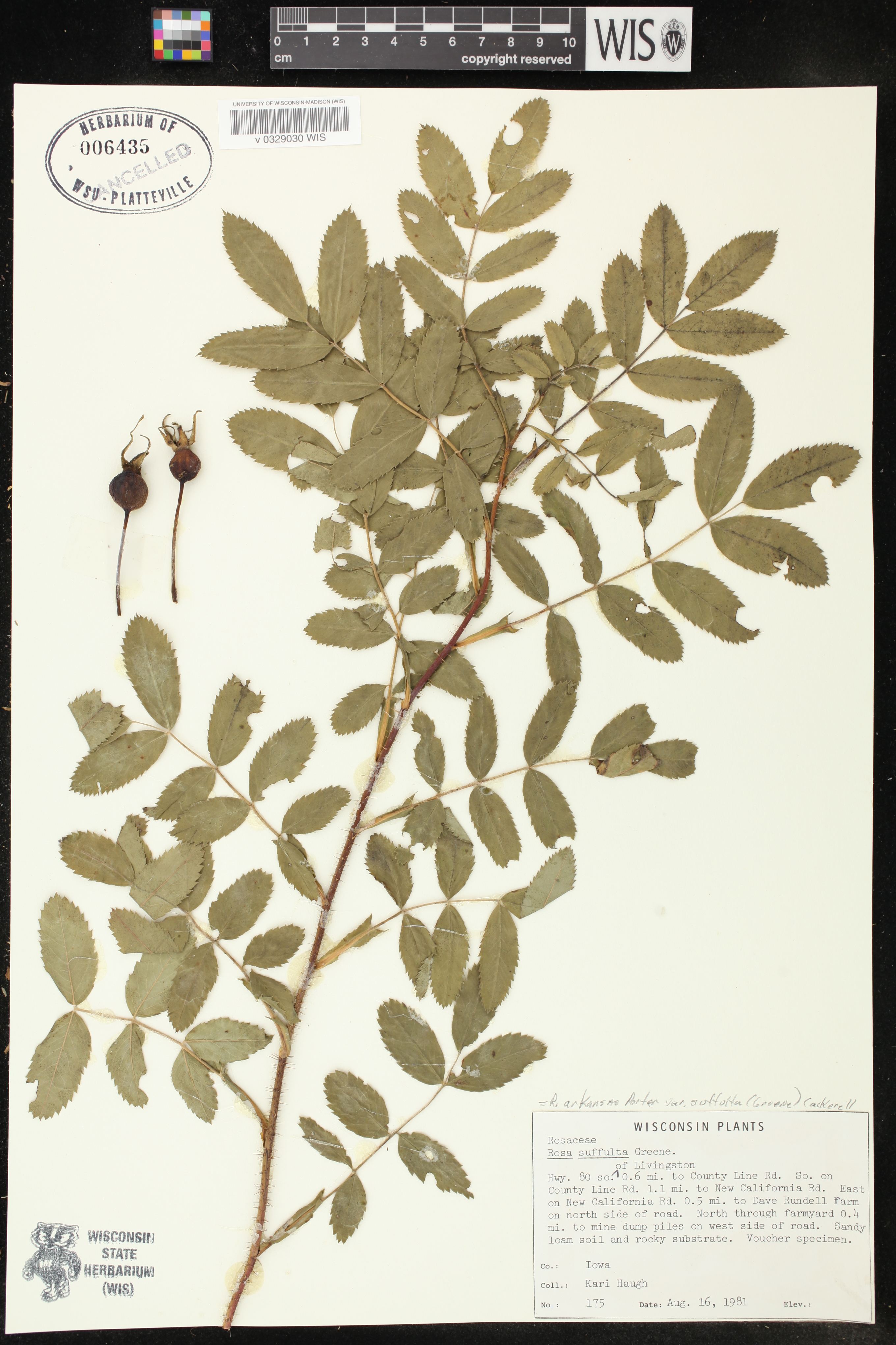 Rosa arkansana image