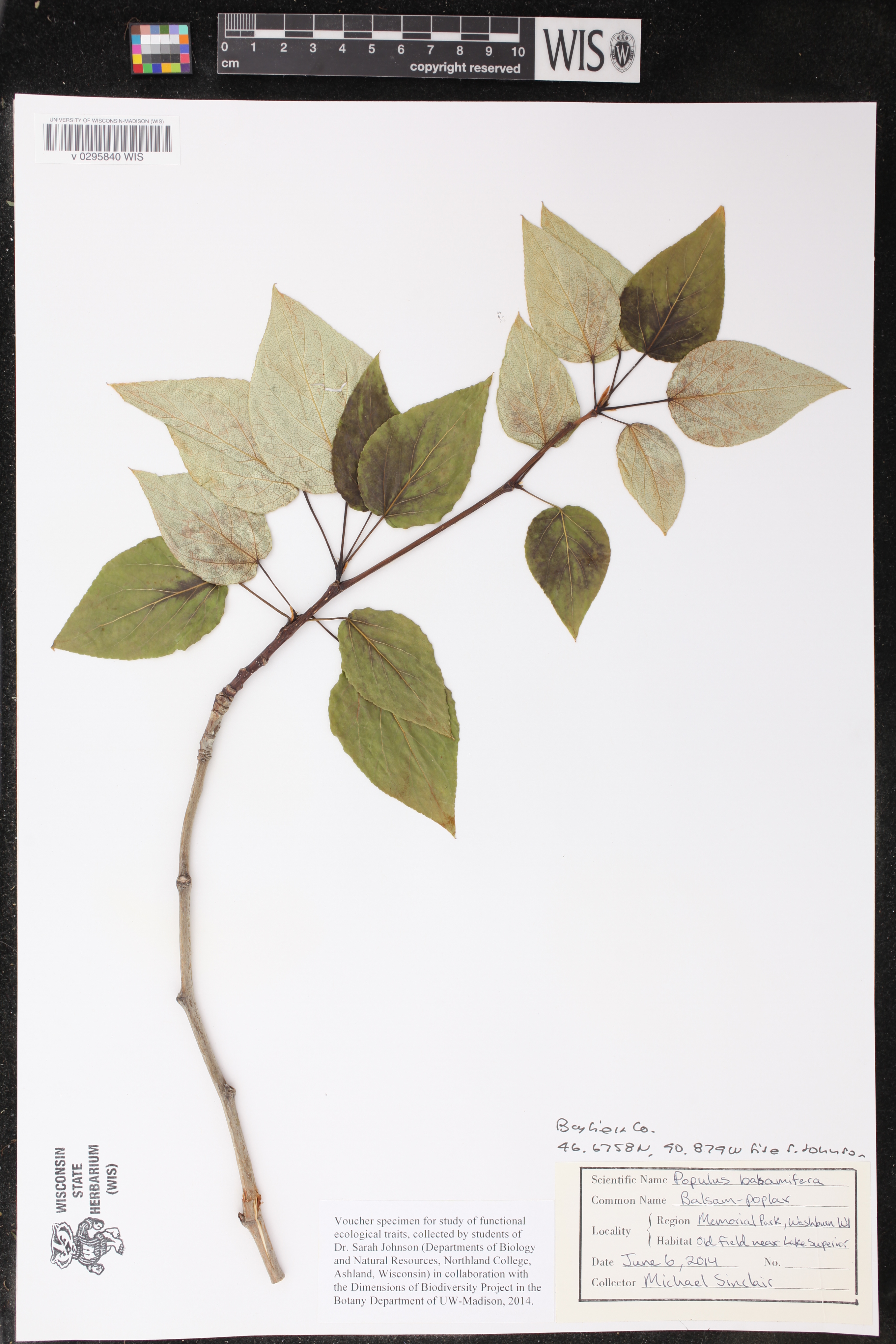 Populus balsamifera image