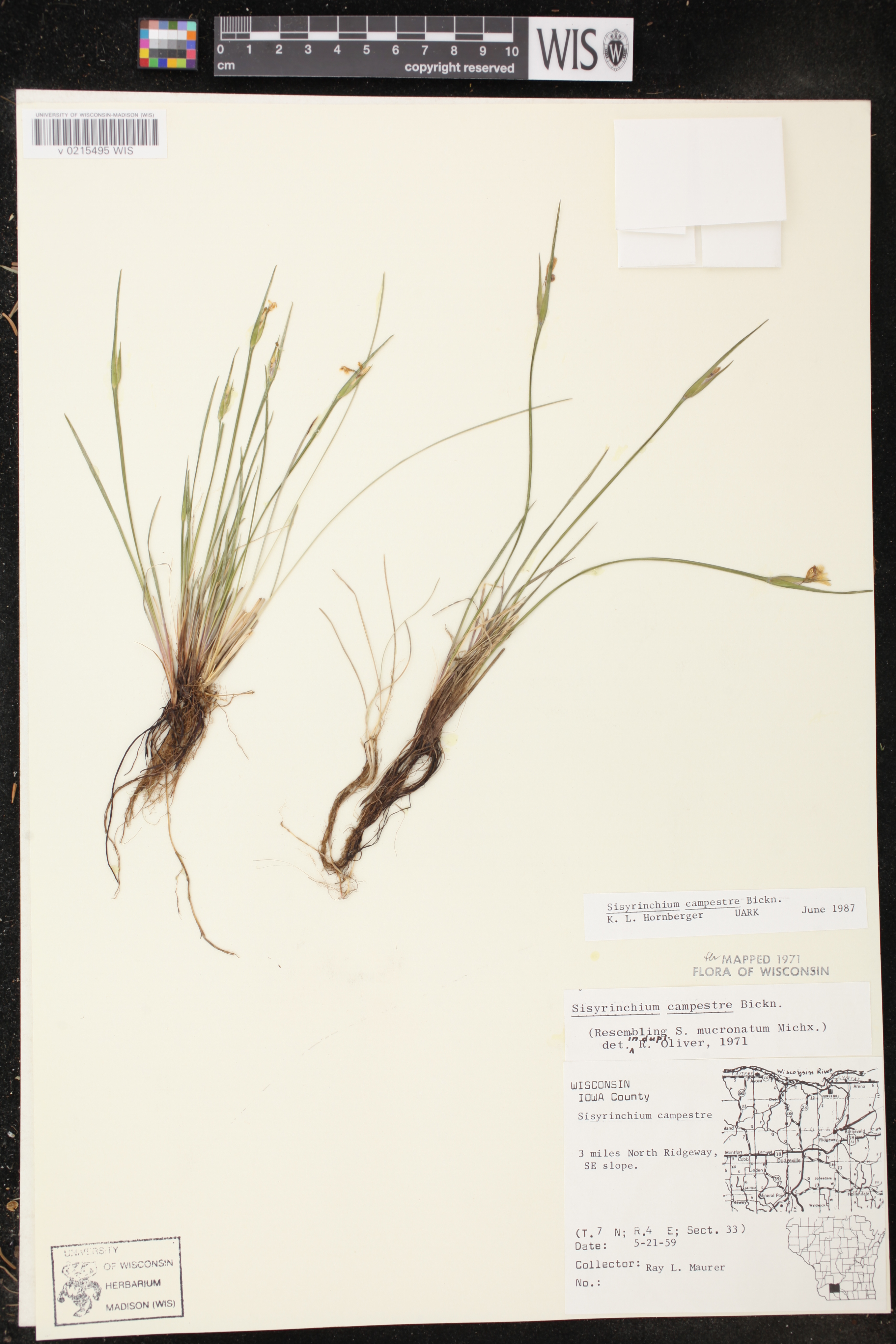 Sisyrinchium campestre image