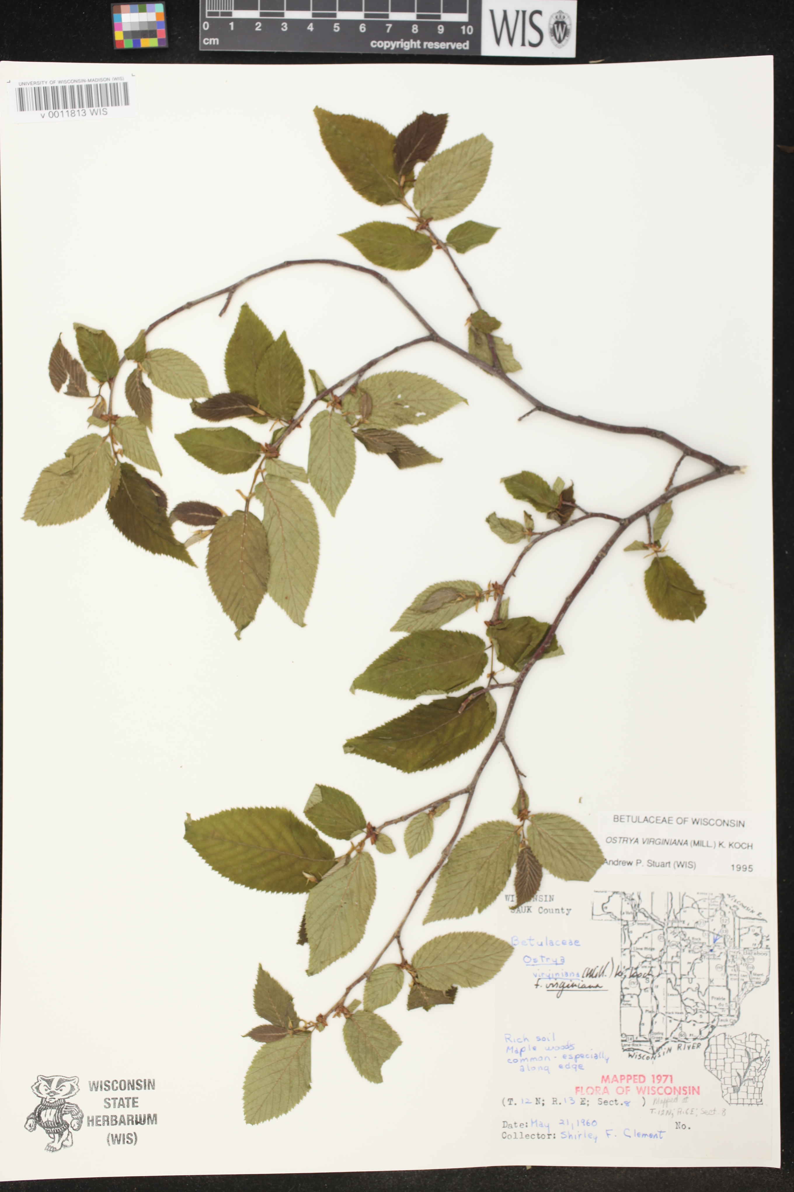 Ostrya virginiana image