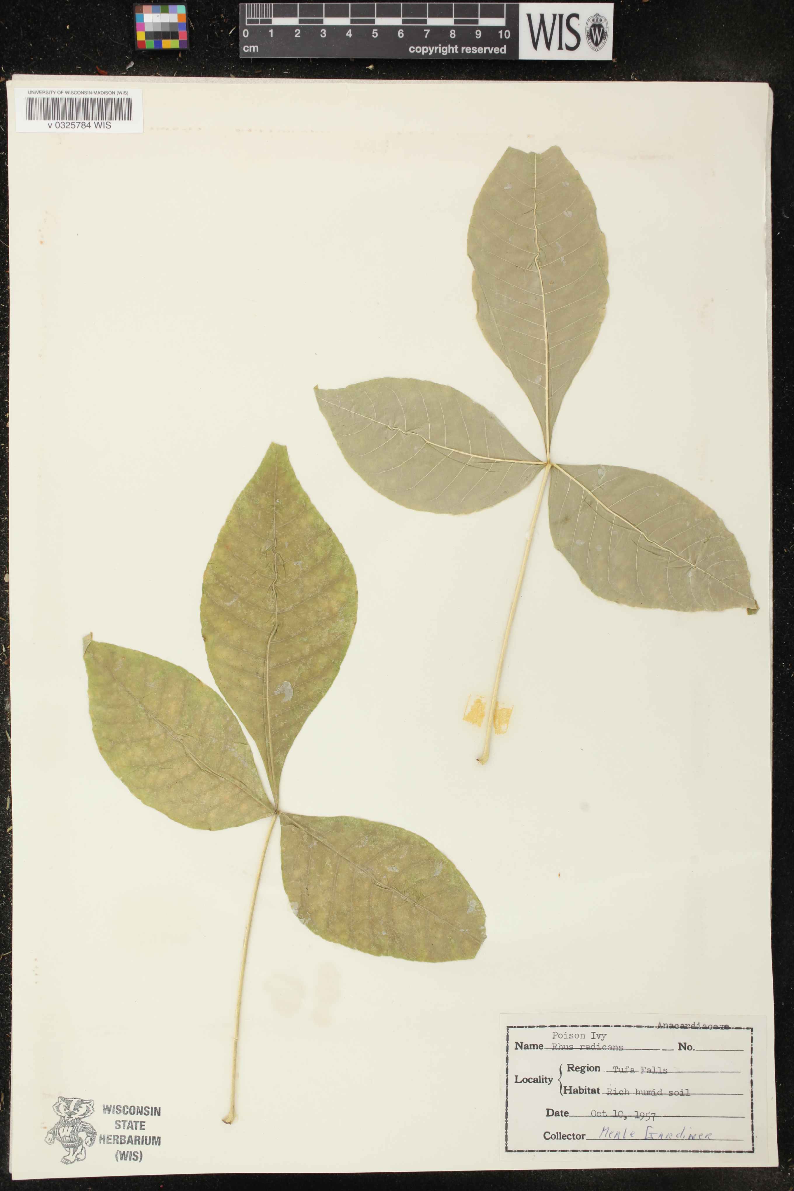 Toxicodendron rydbergii image