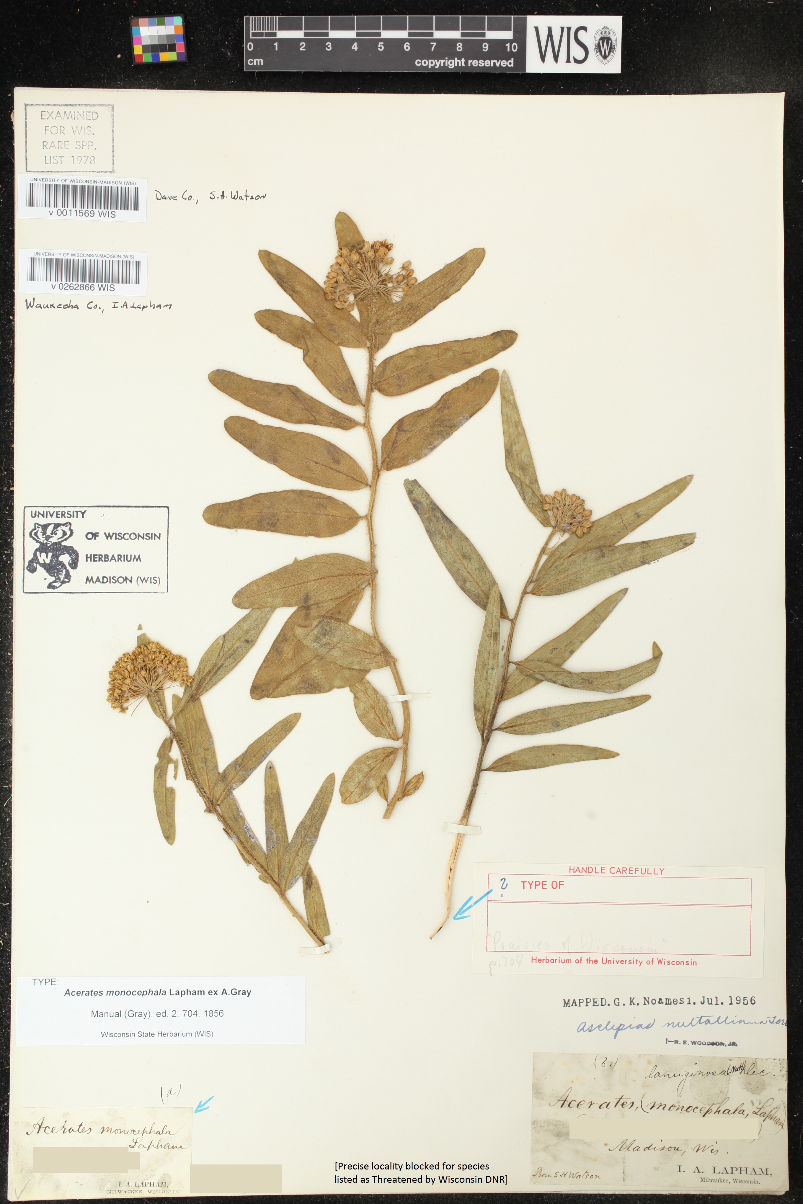 Asclepias lanuginosa image