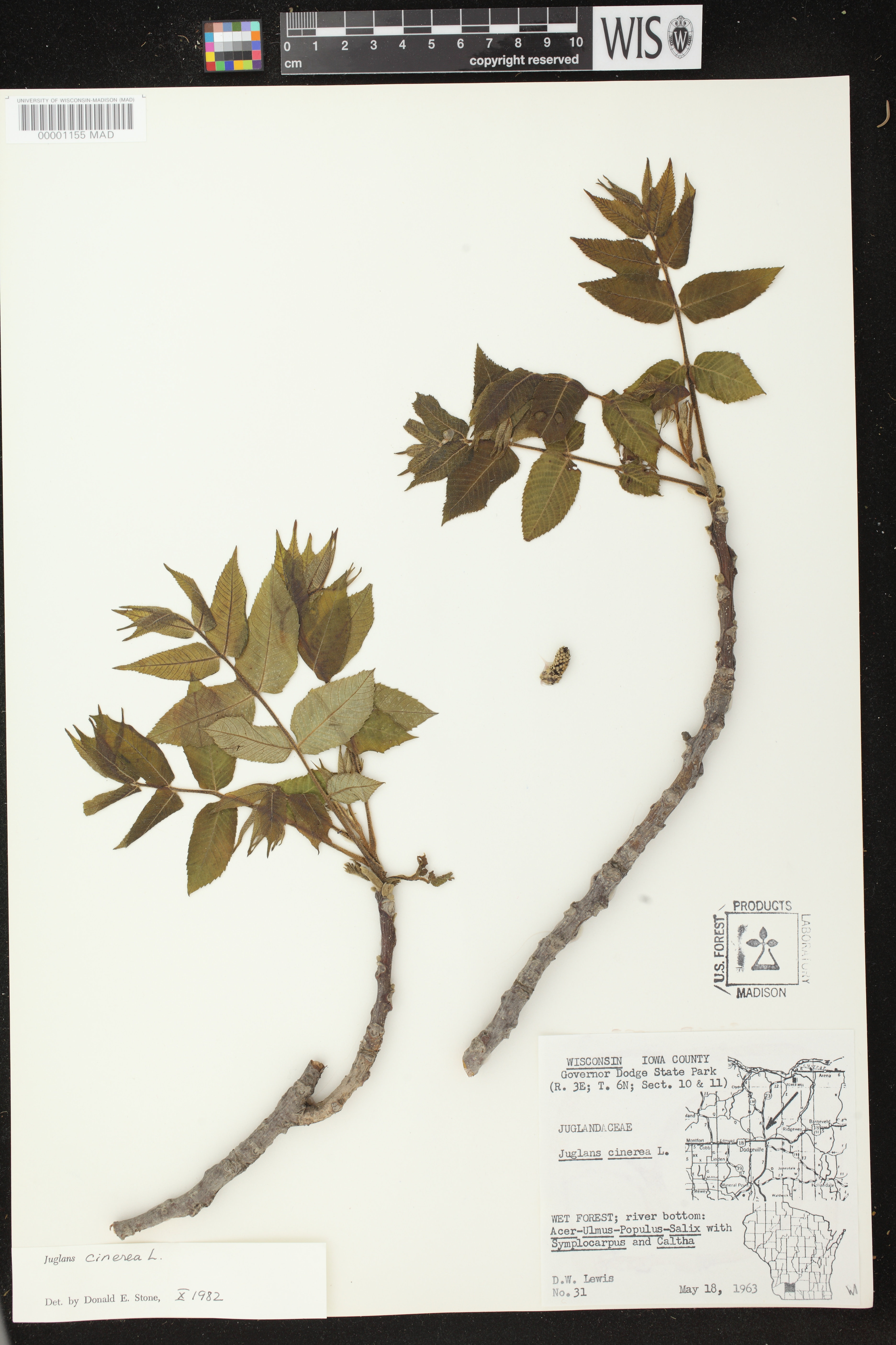Juglans cinerea image