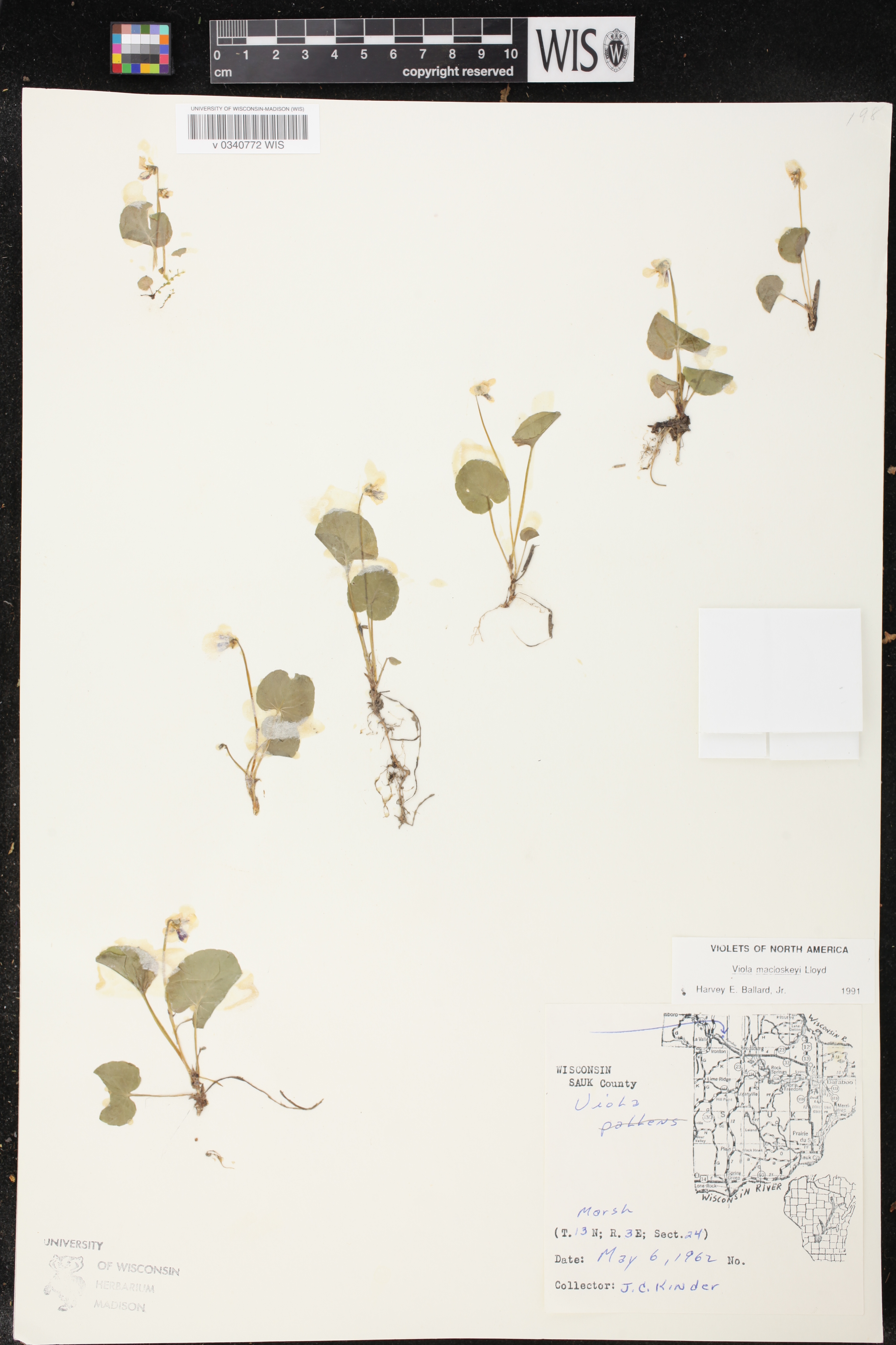 Viola macloskeyi image