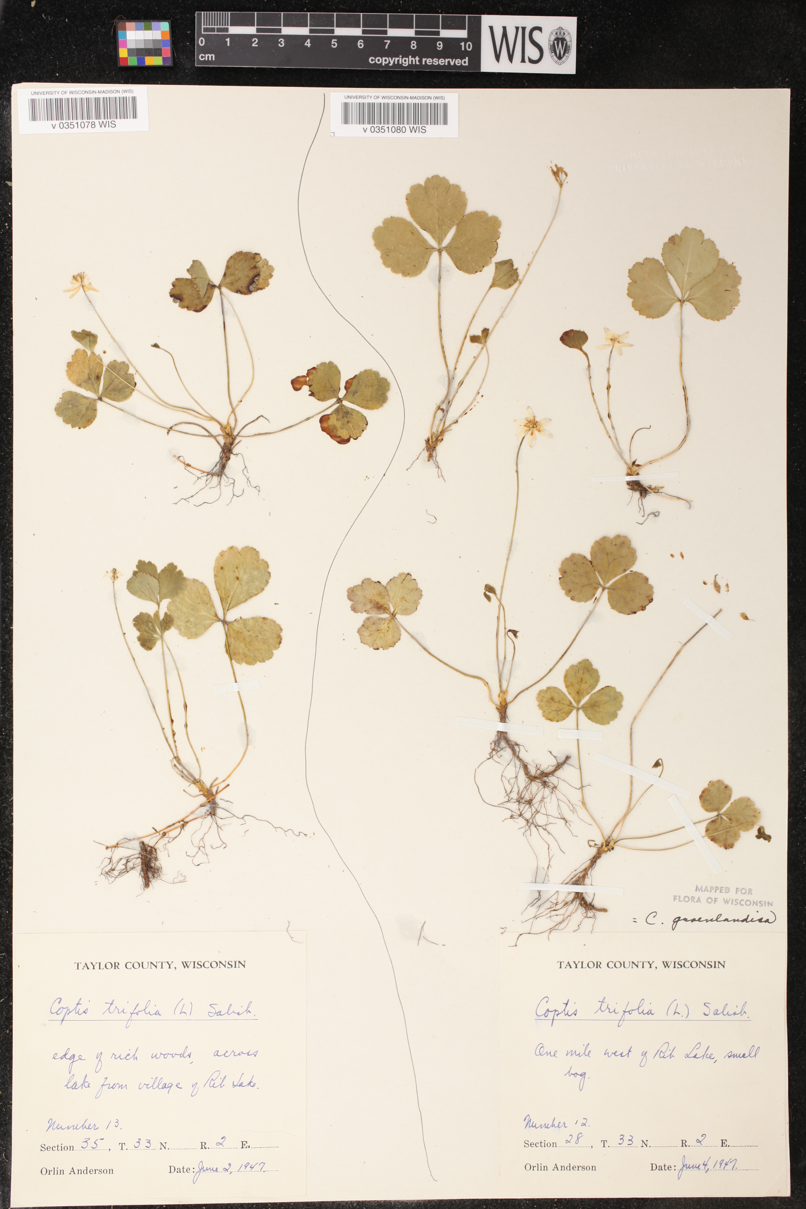 Coptis trifolia image