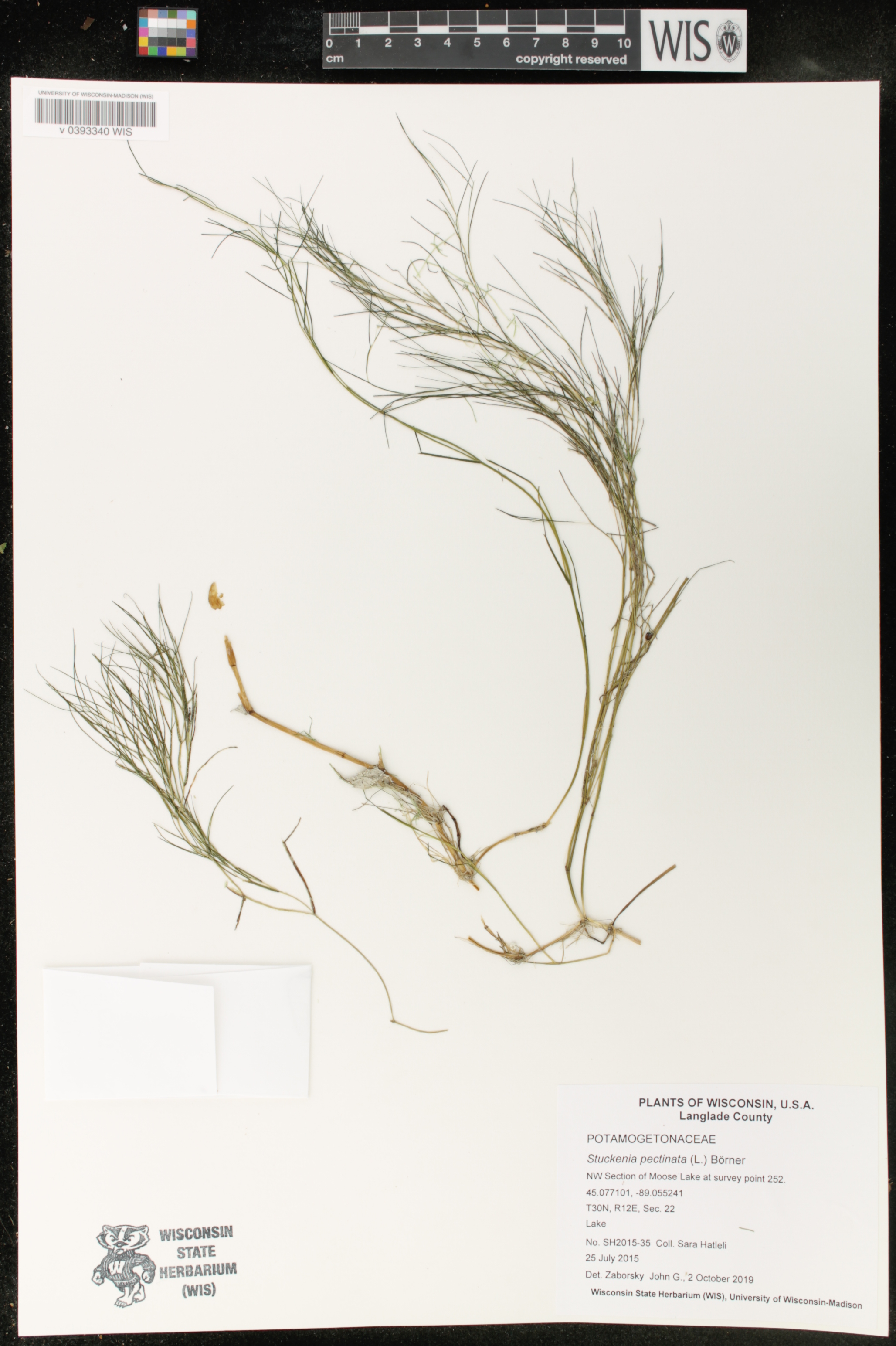 Stuckenia pectinata image