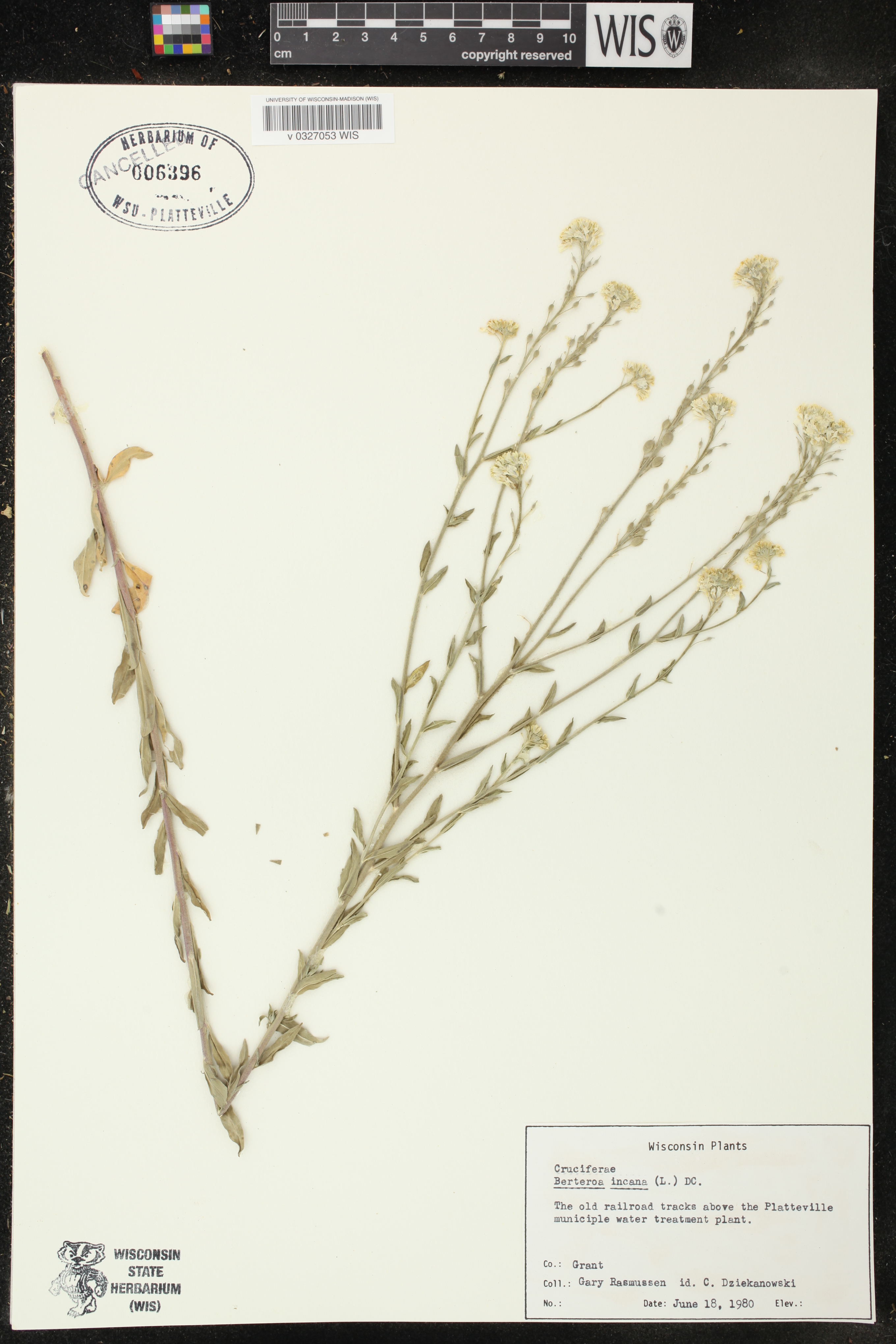 Berteroa incana image