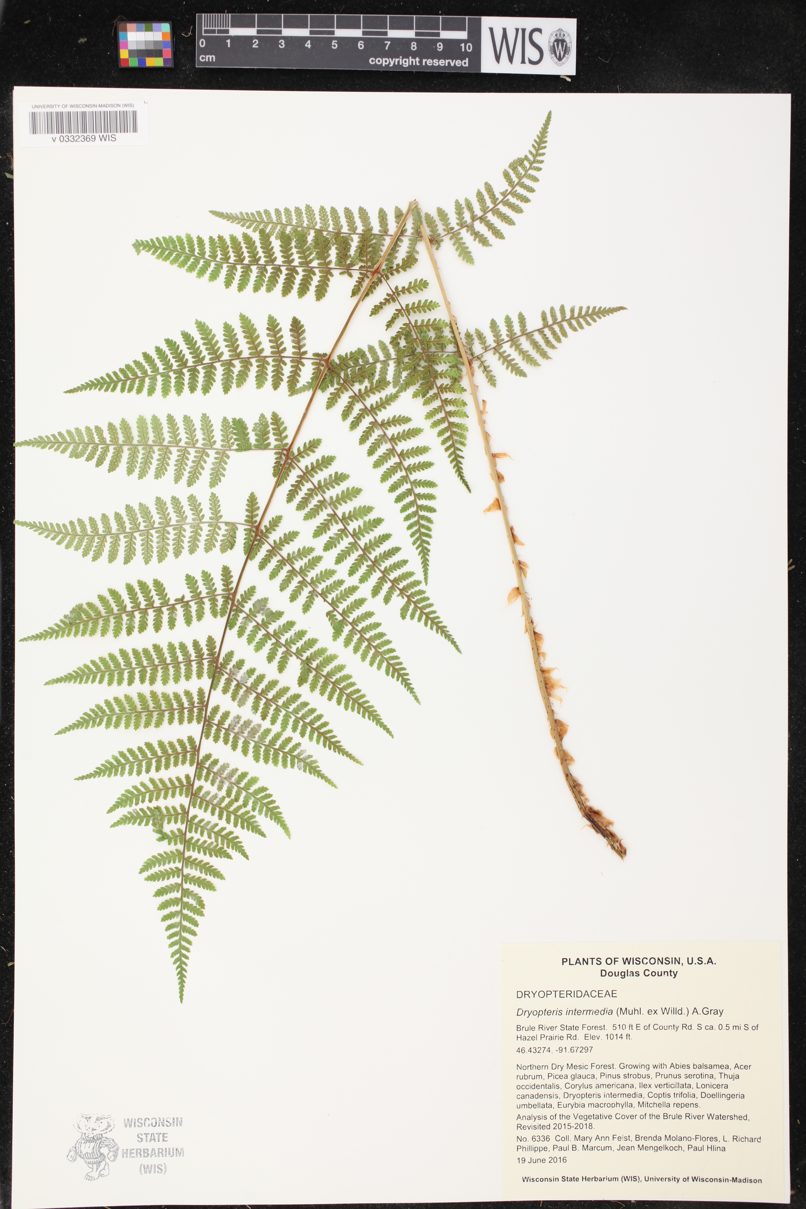 Dryopteris intermedia image