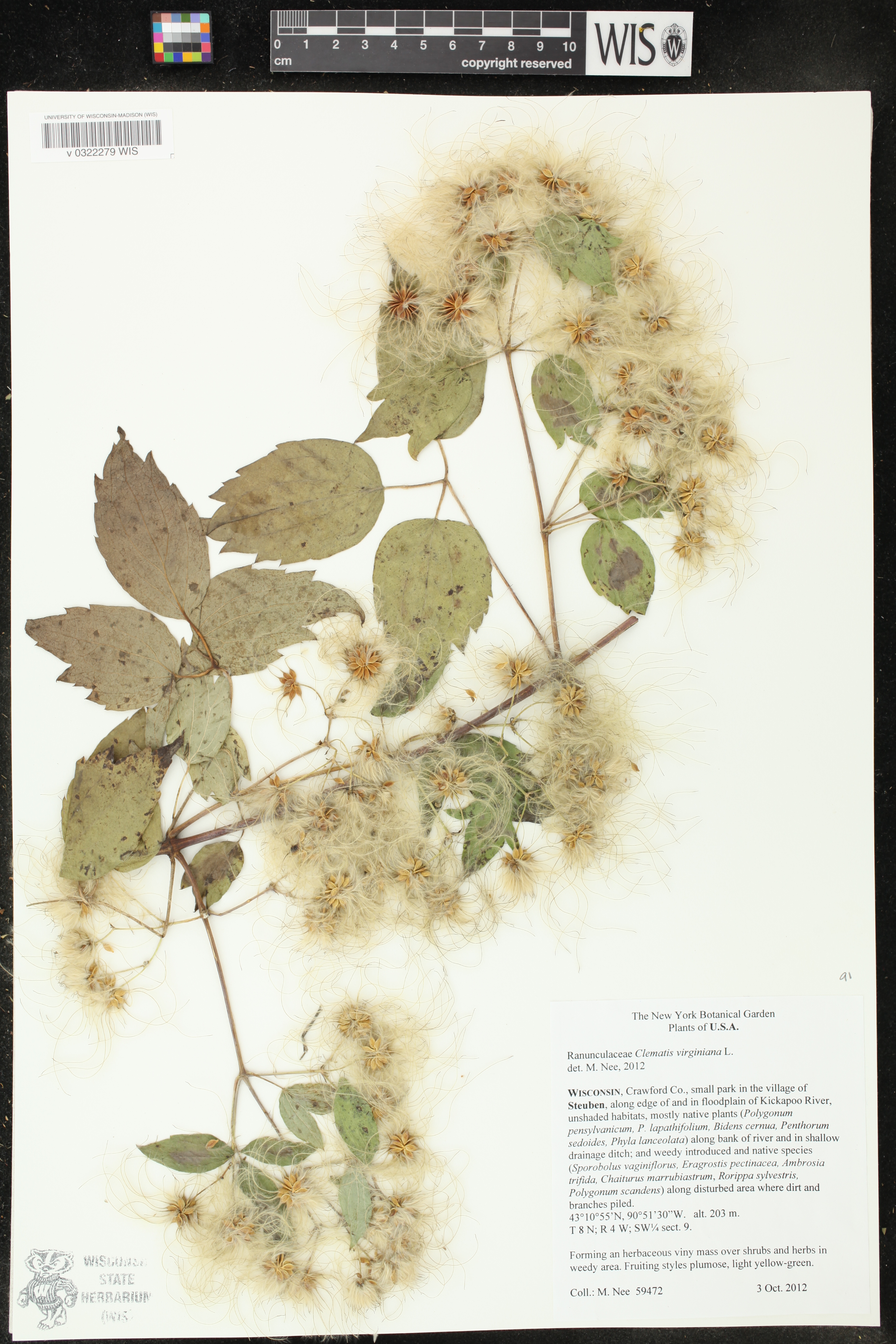 Clematis virginiana image