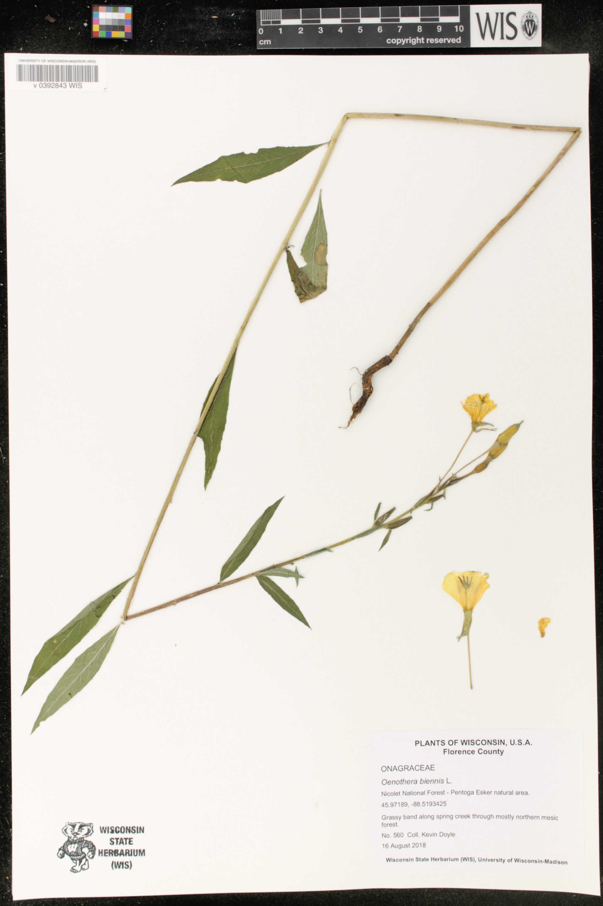 Oenothera biennis image