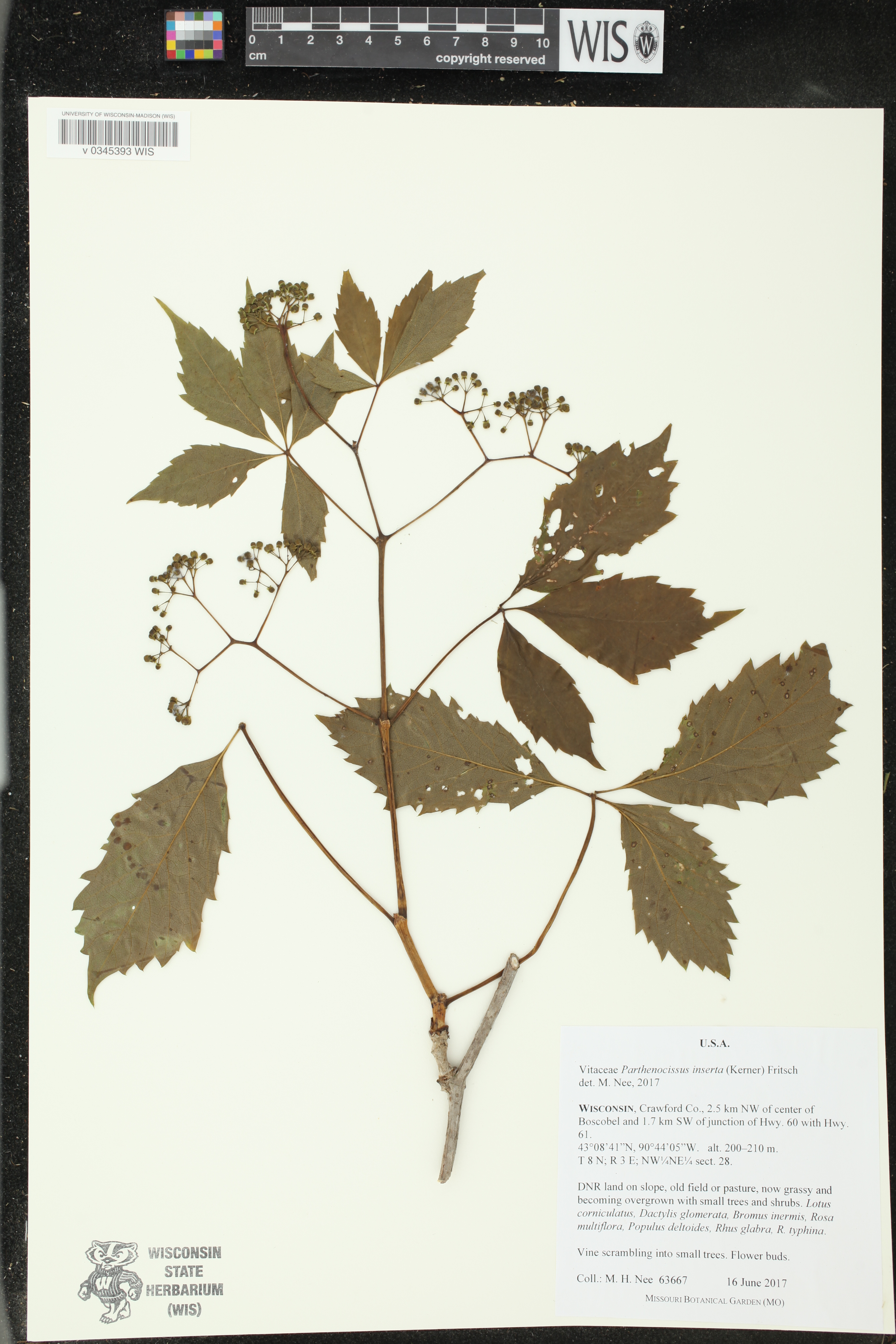 Parthenocissus inserta image