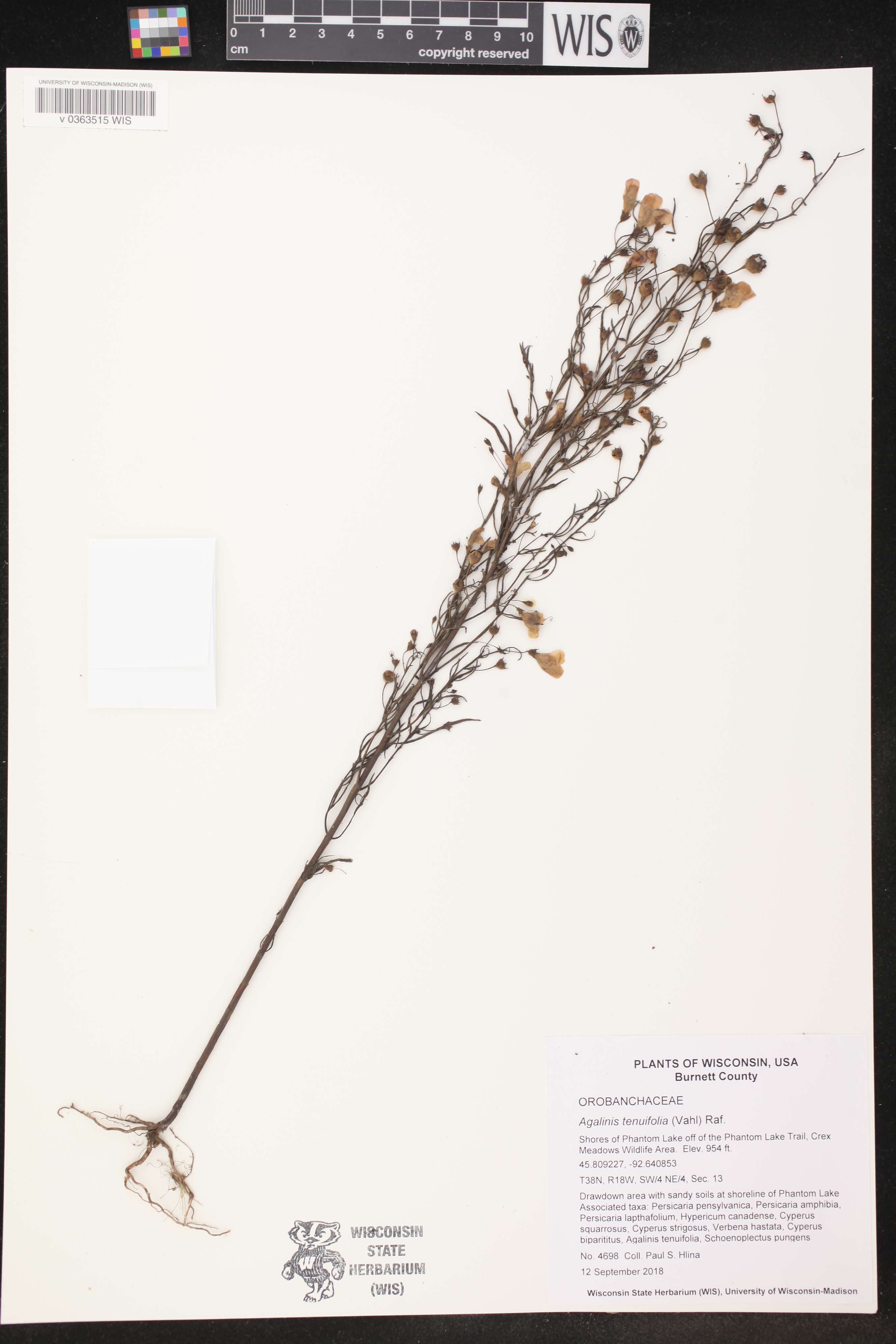Agalinis tenuifolia image