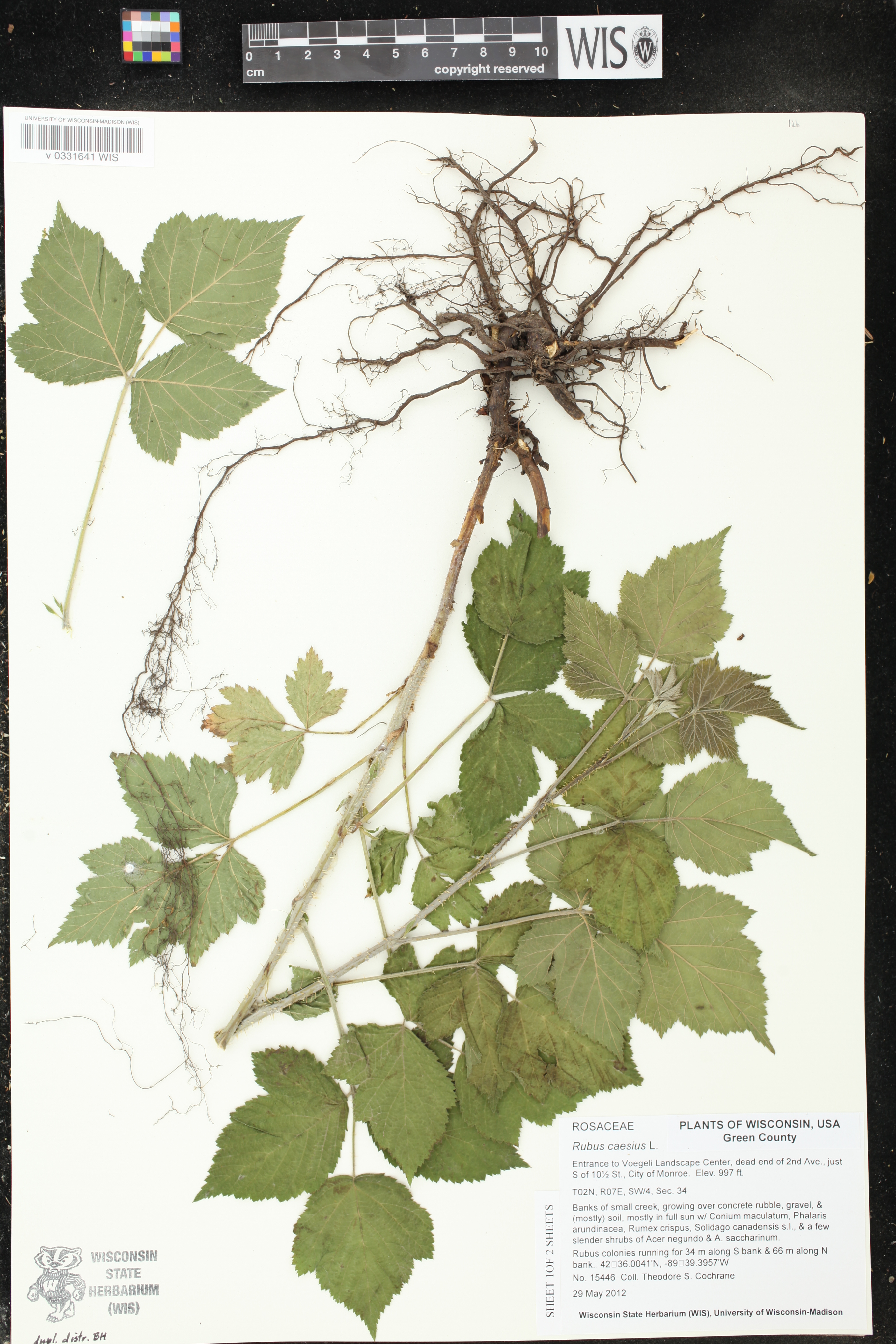 Rubus caesius image