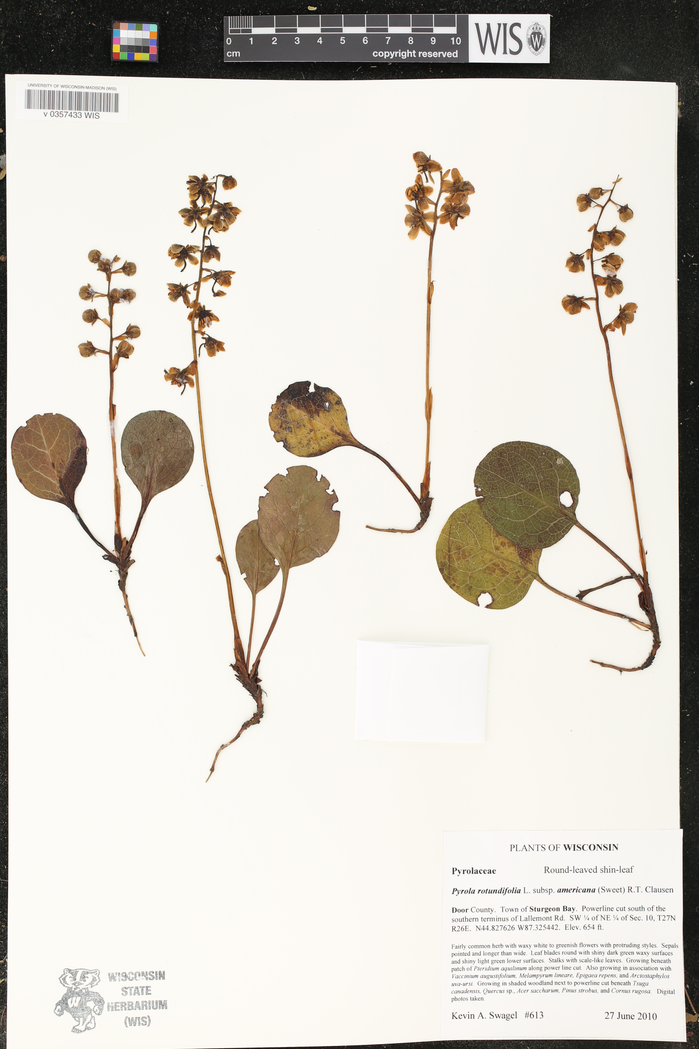 Pyrola rotundifolia subsp. americana image