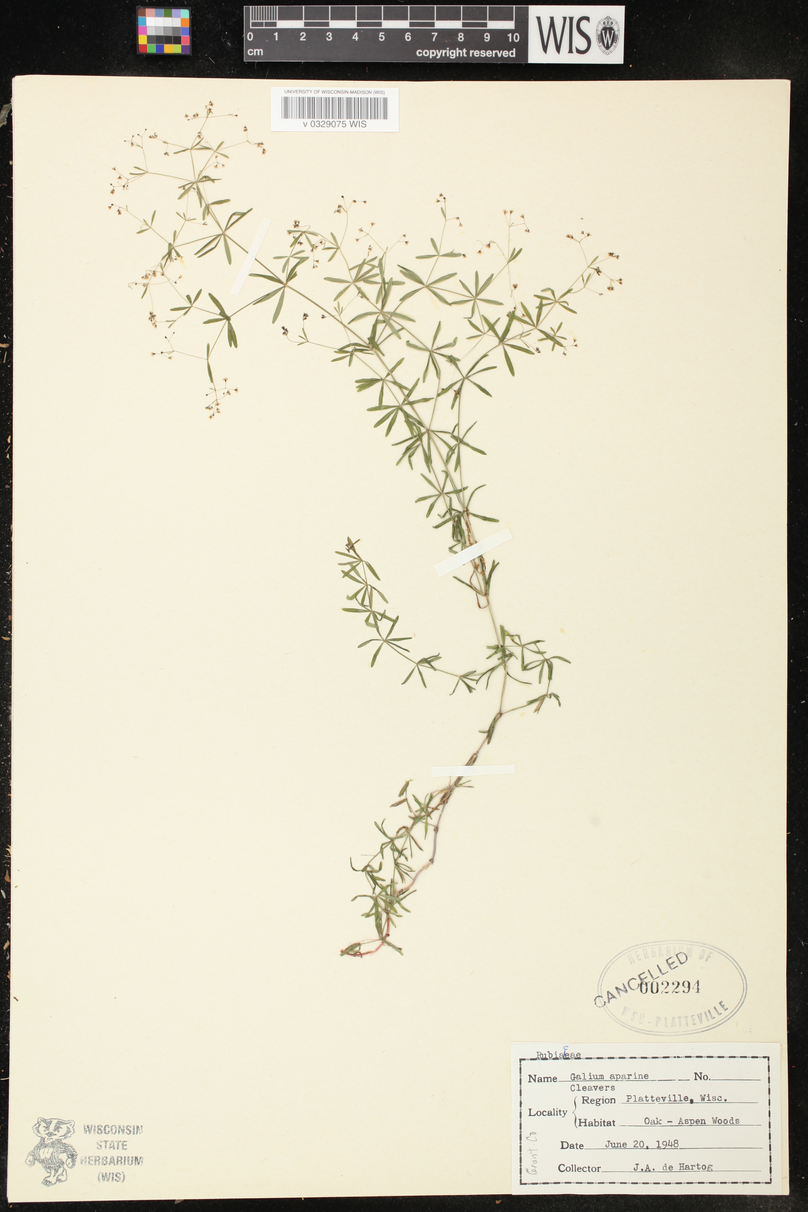 Galium concinnum image