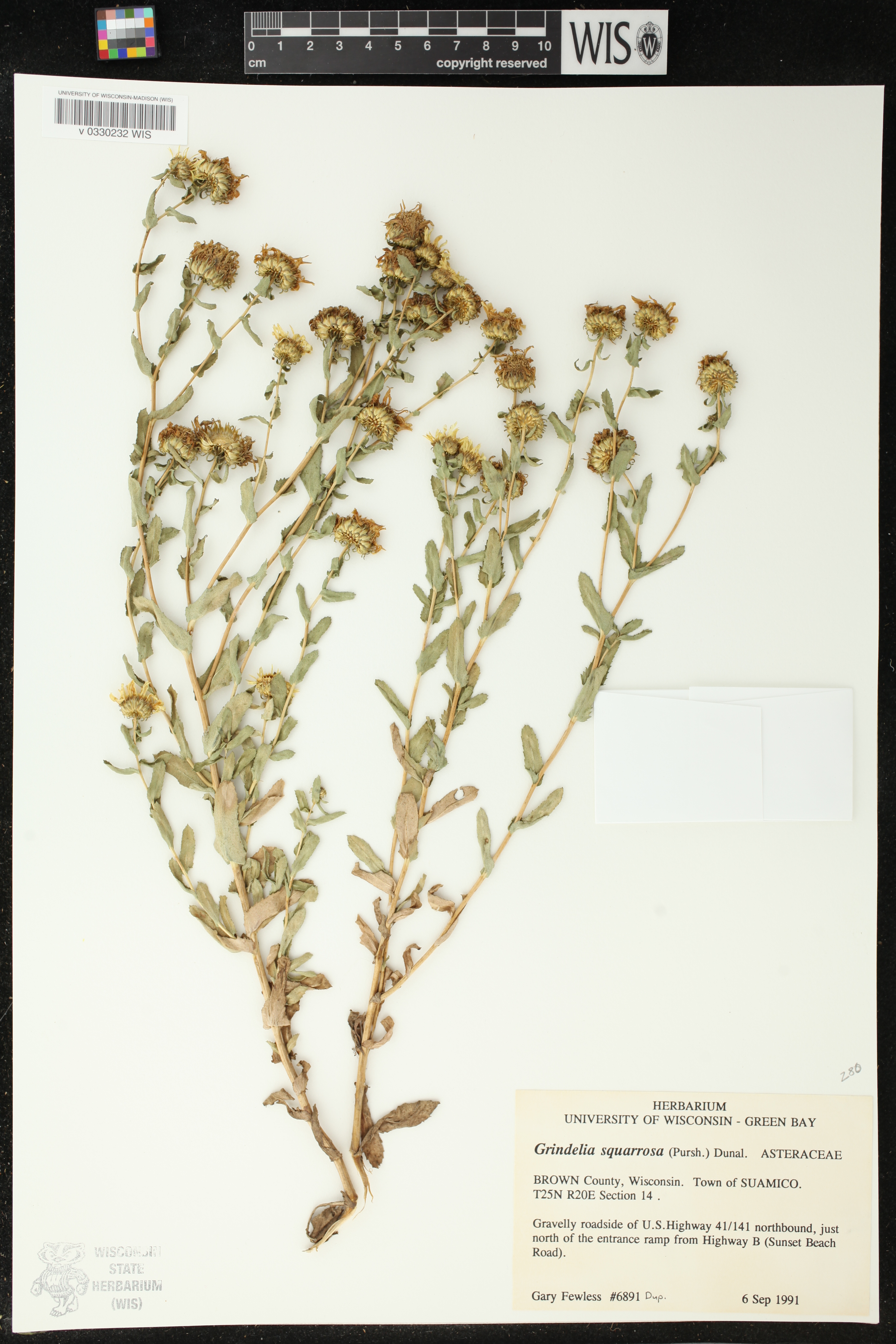 Grindelia squarrosa image