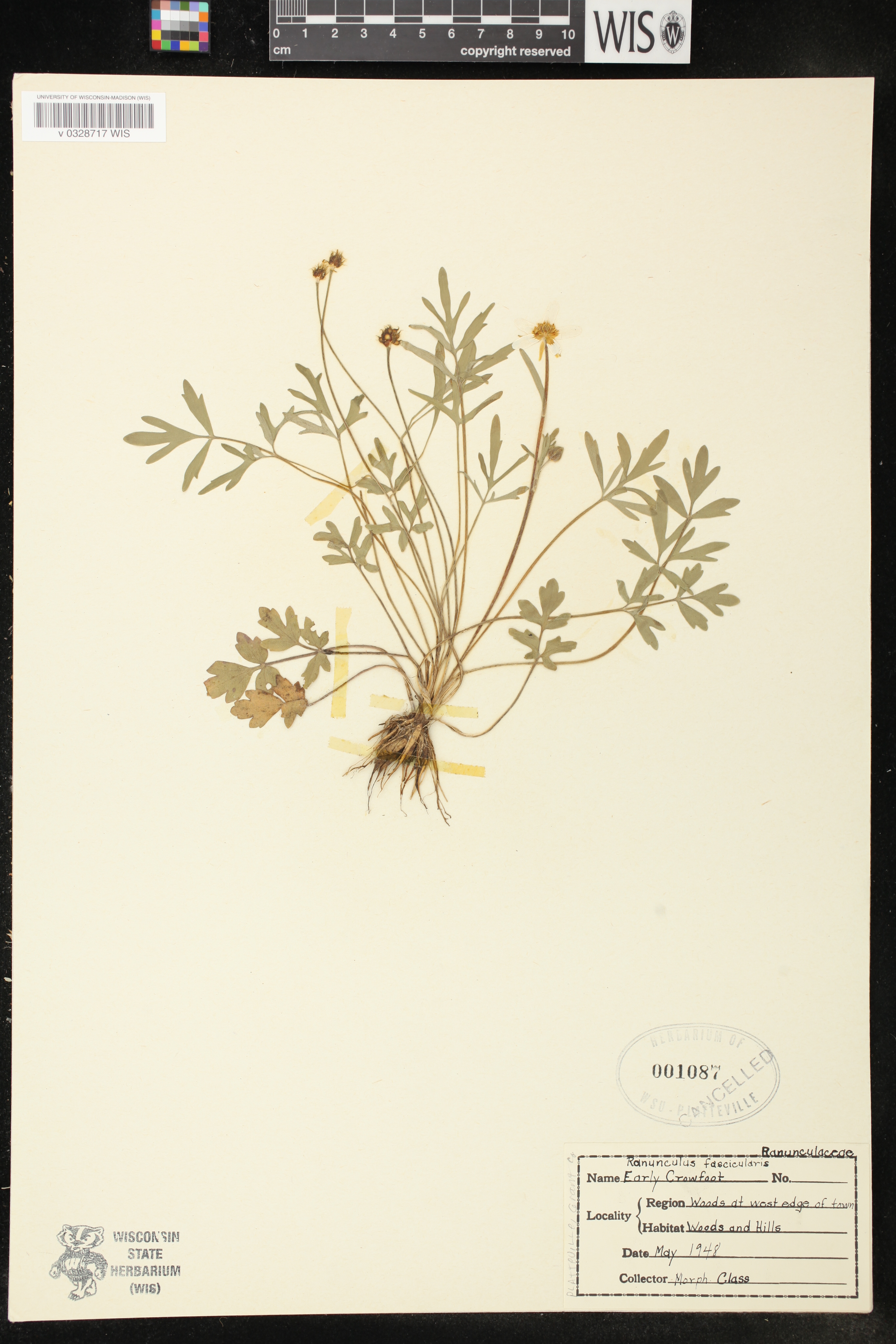 Ranunculus fascicularis image