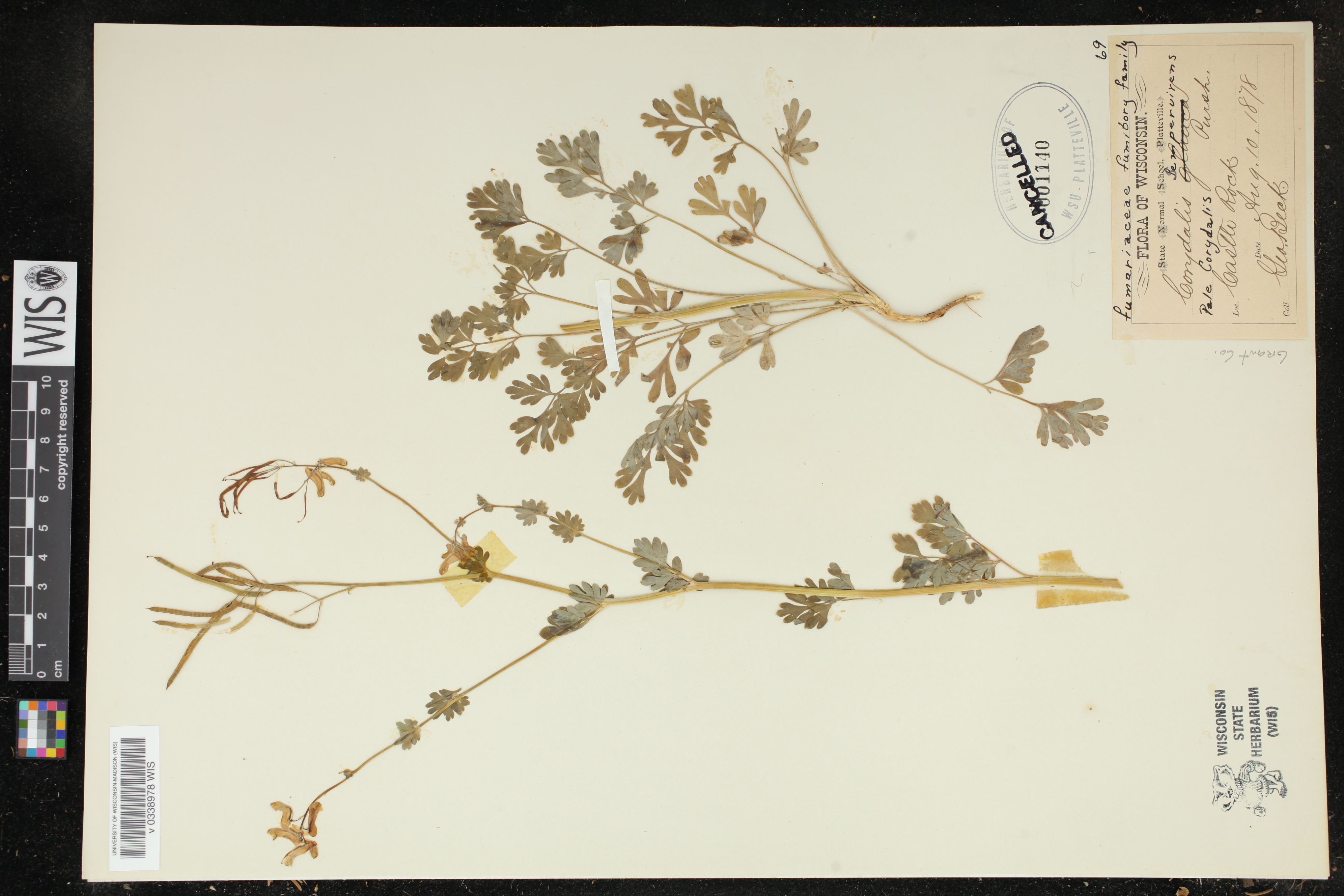 Capnoides sempervirens image