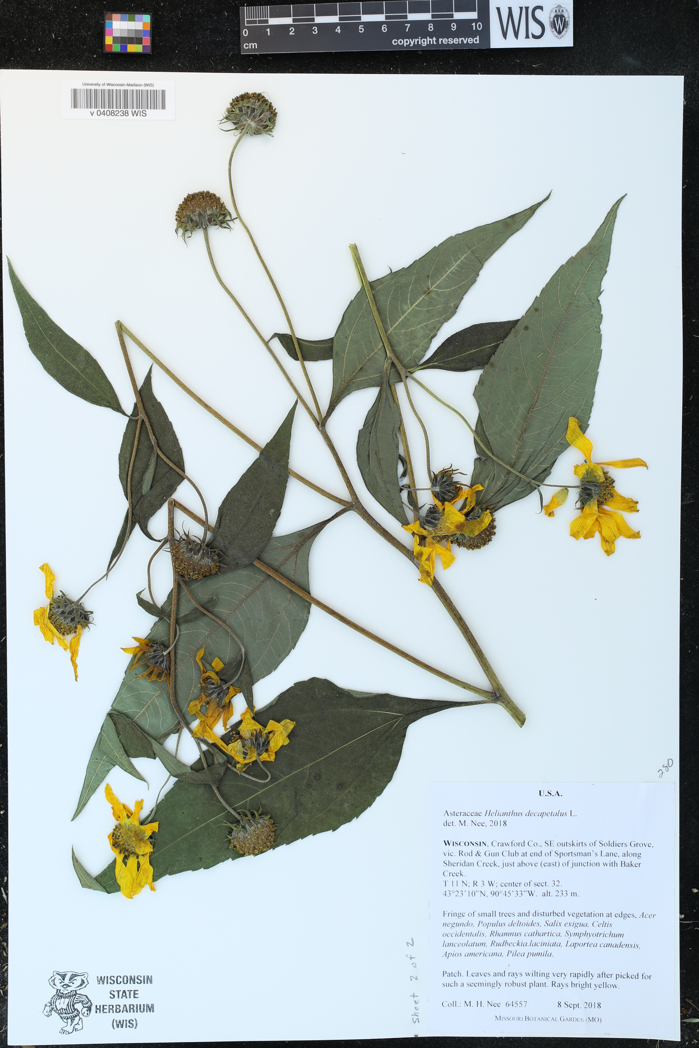 Helianthus decapetalus image