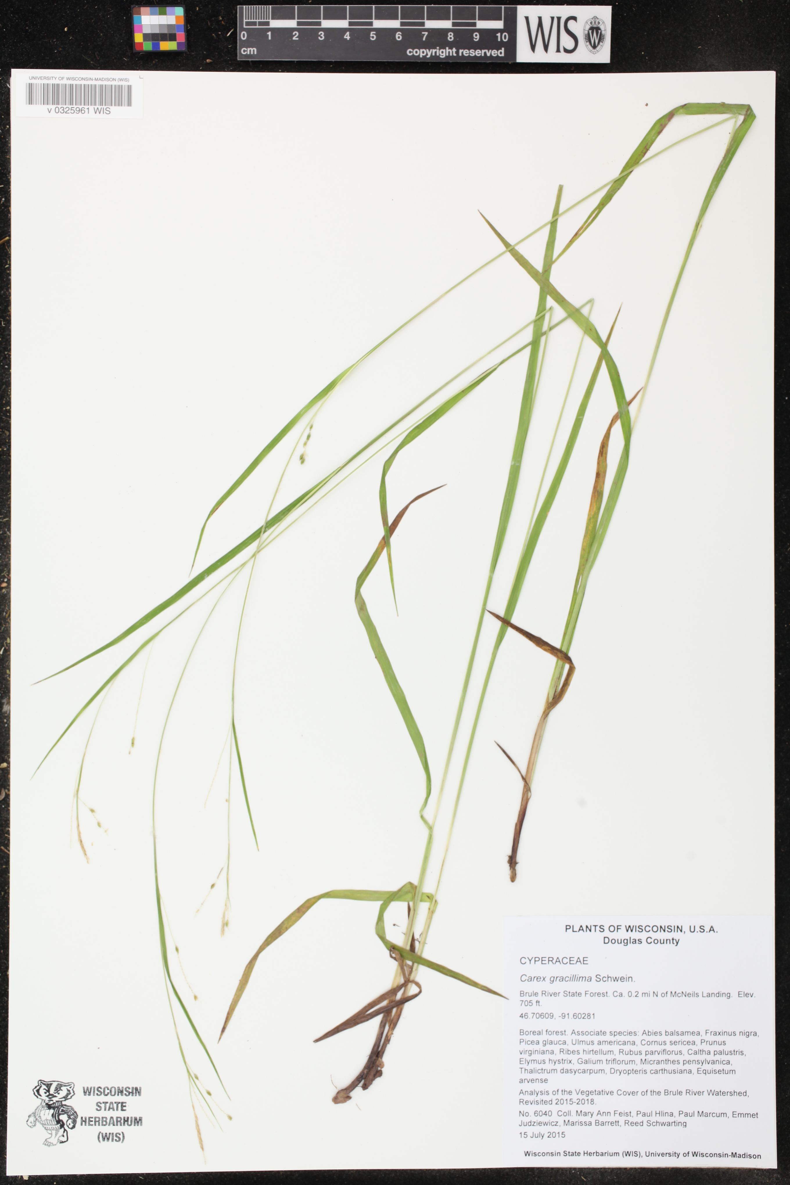 Carex gracillima image