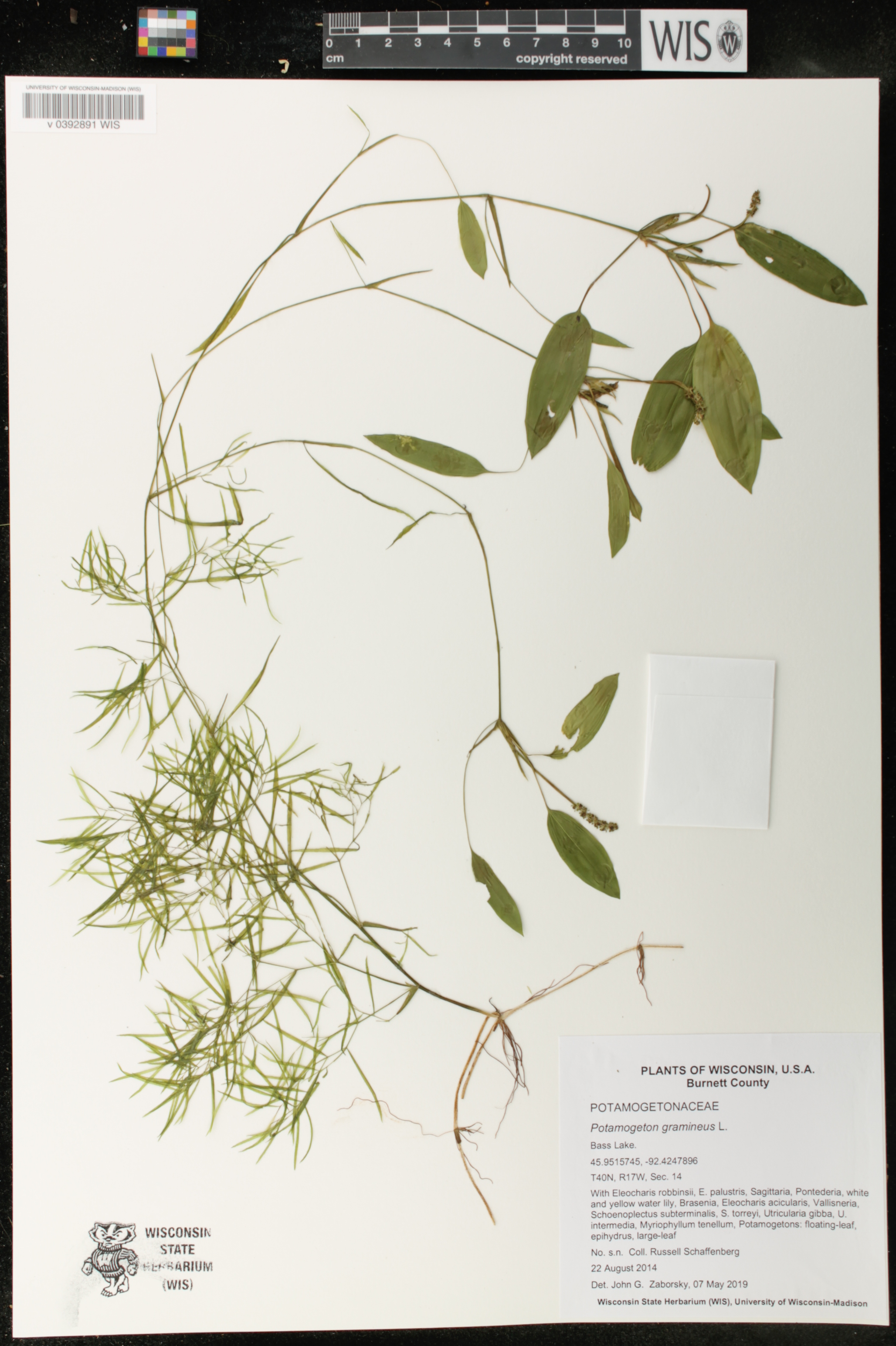 Potamogeton gramineus image