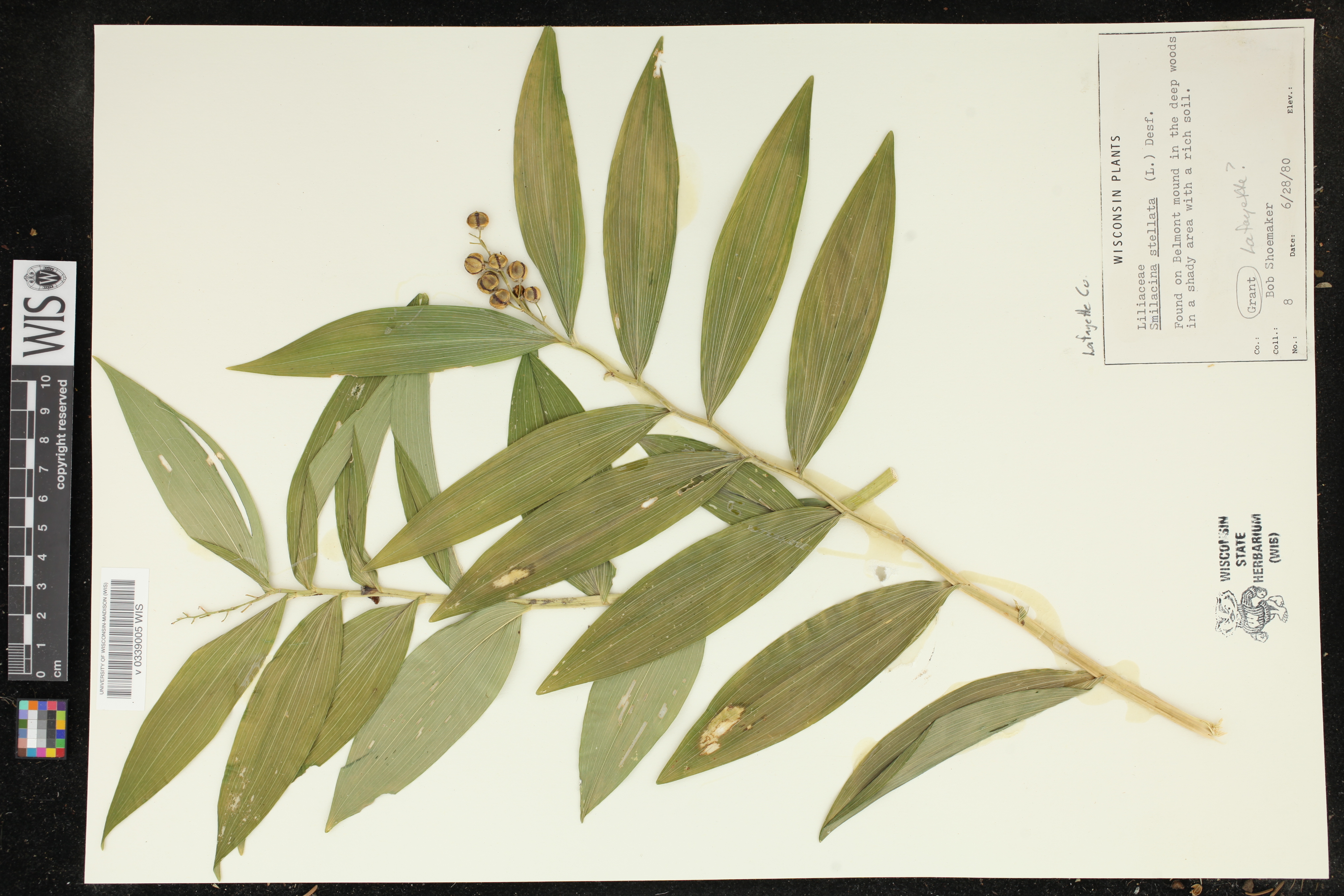 Maianthemum stellatum image