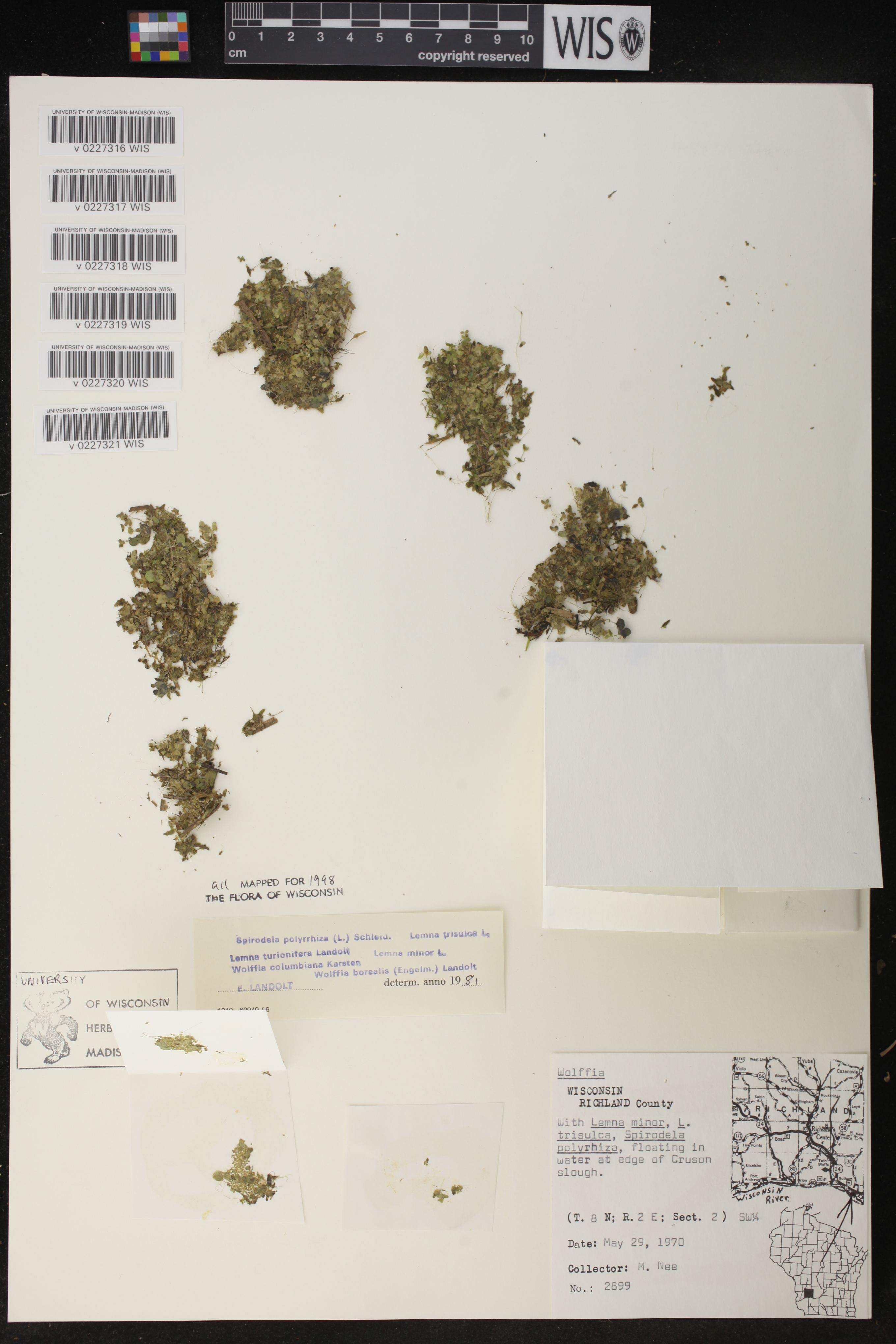 Wolffia columbiana image