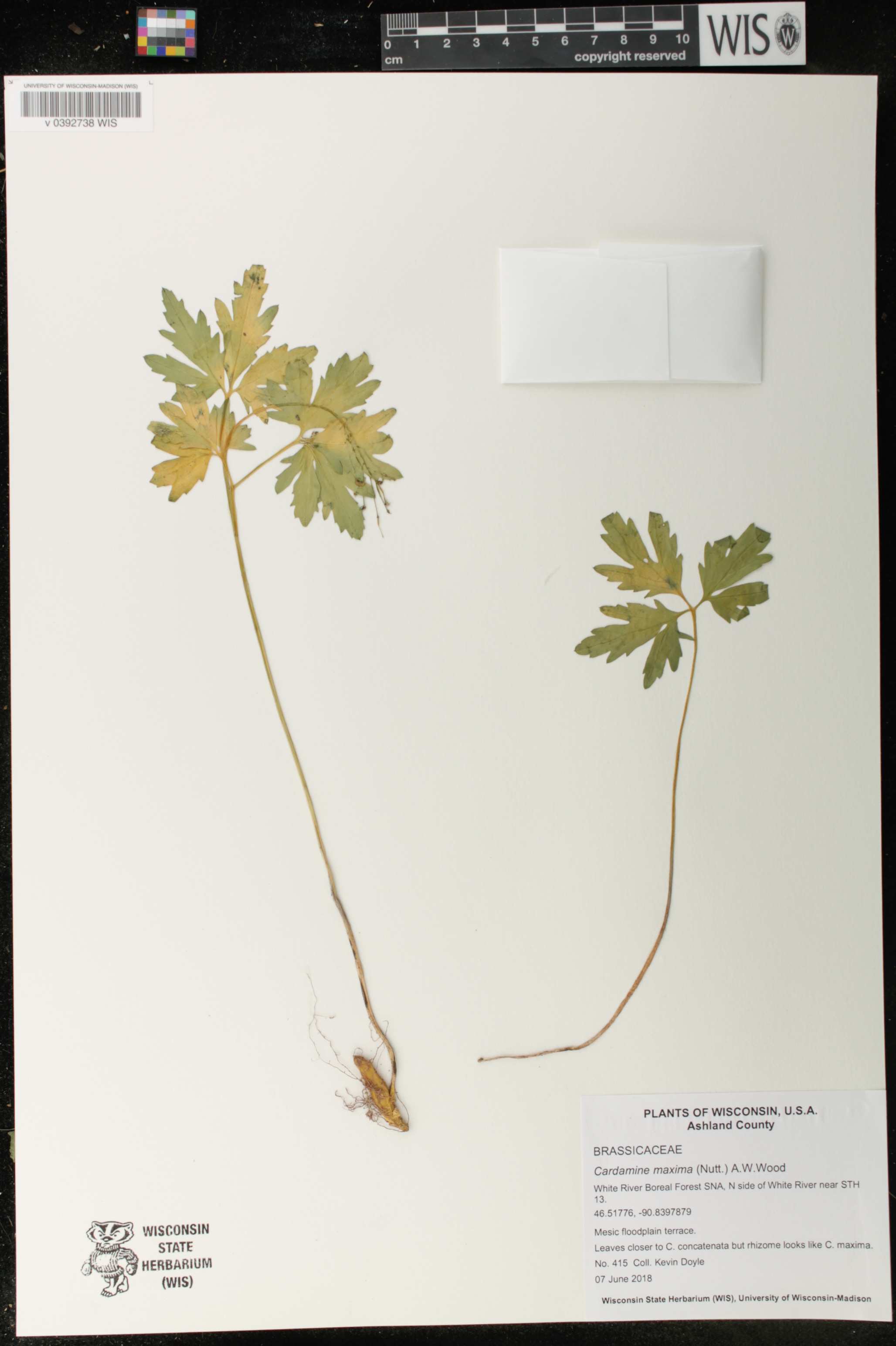 Cardamine maxima image