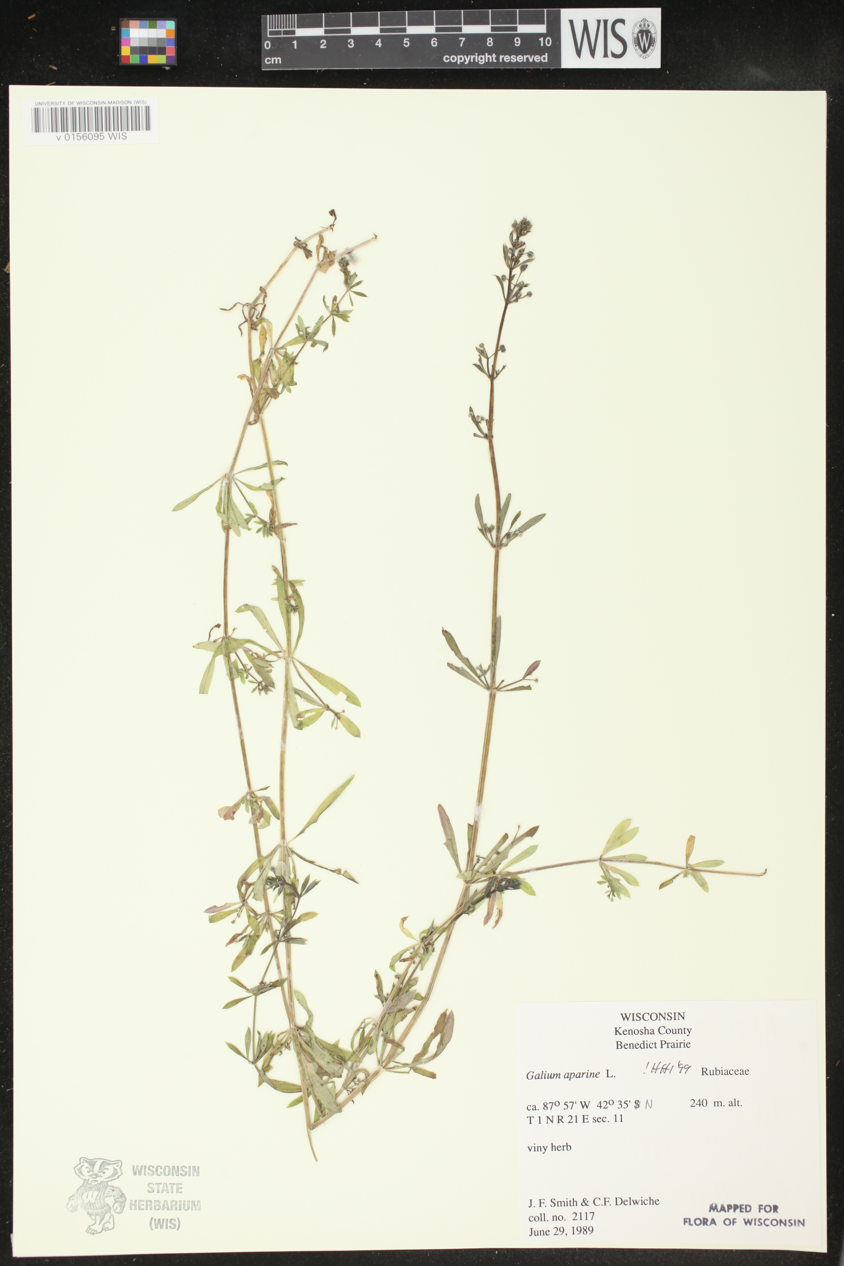 Galium aparine image