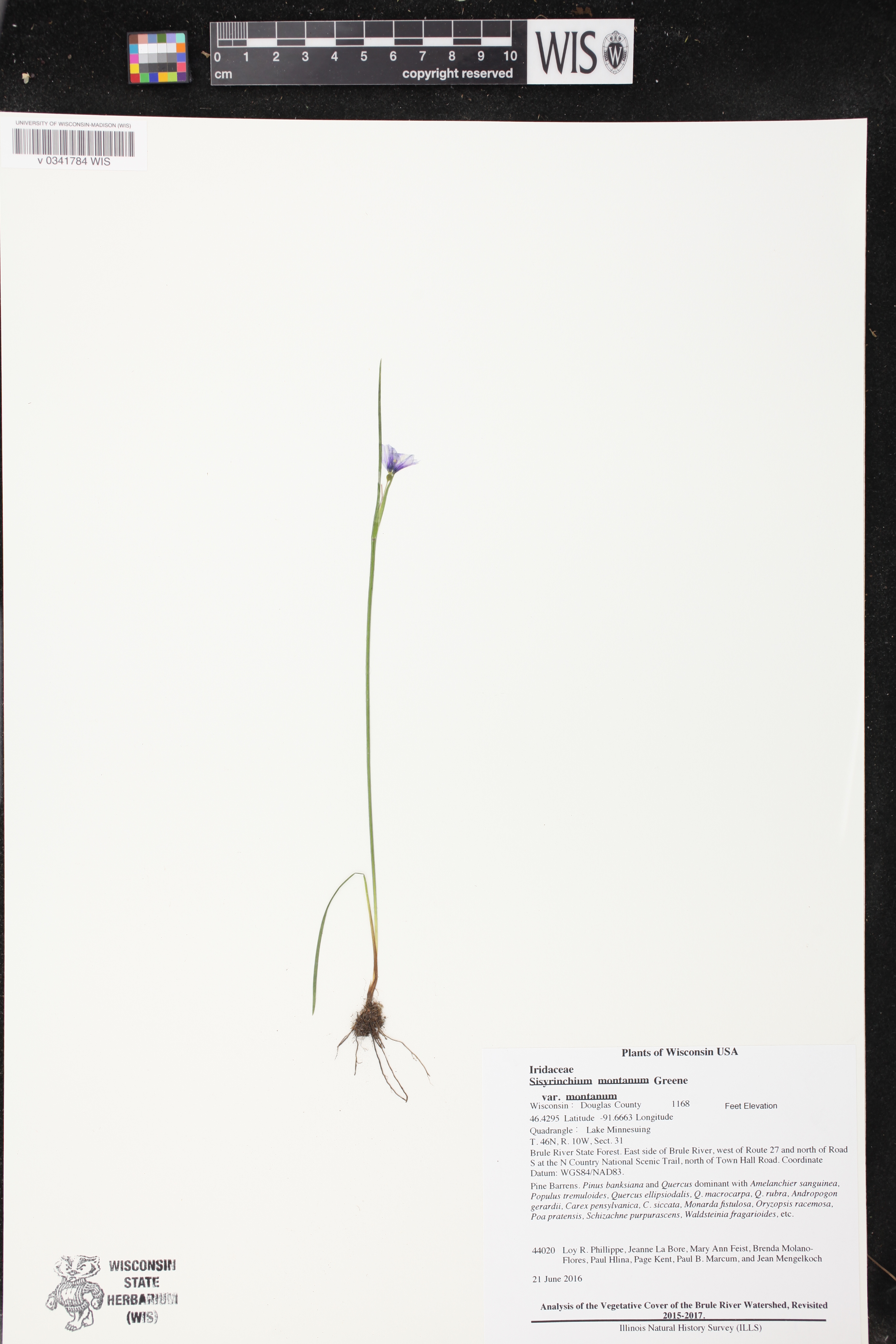 Sisyrinchium montanum image