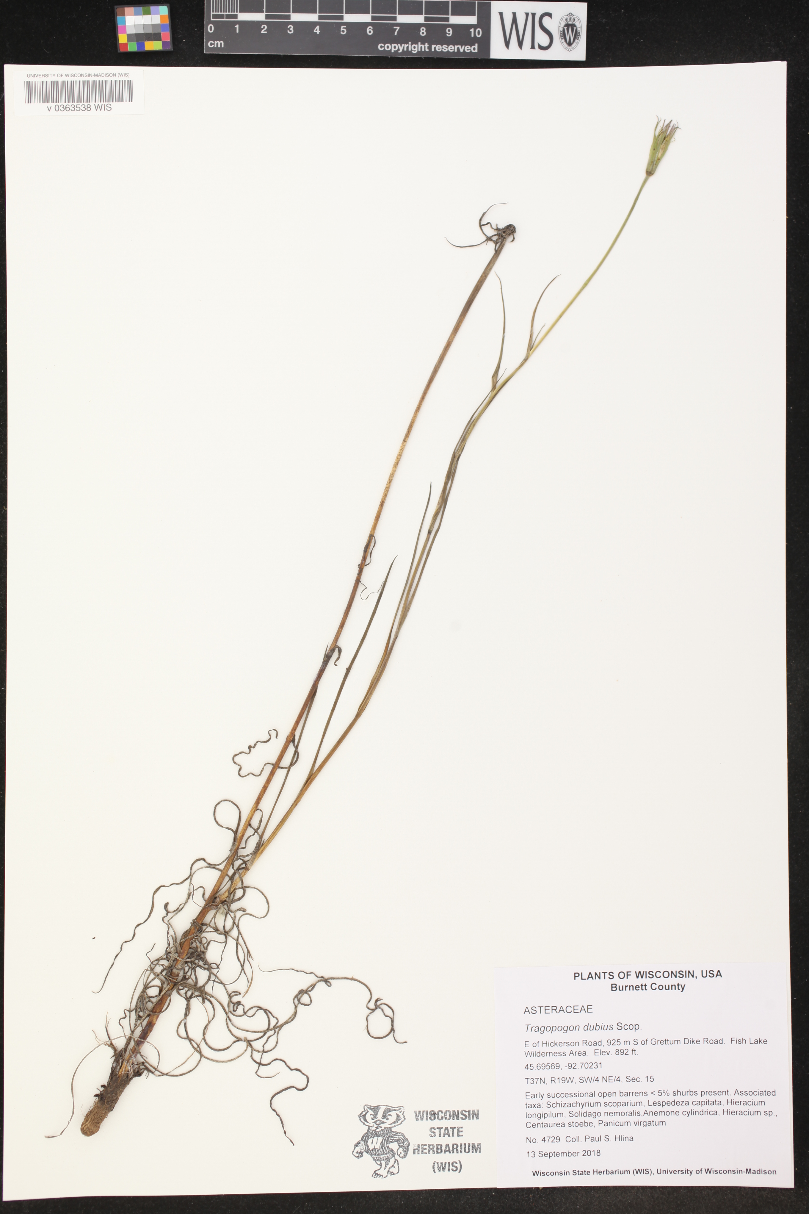 Tragopogon dubius image