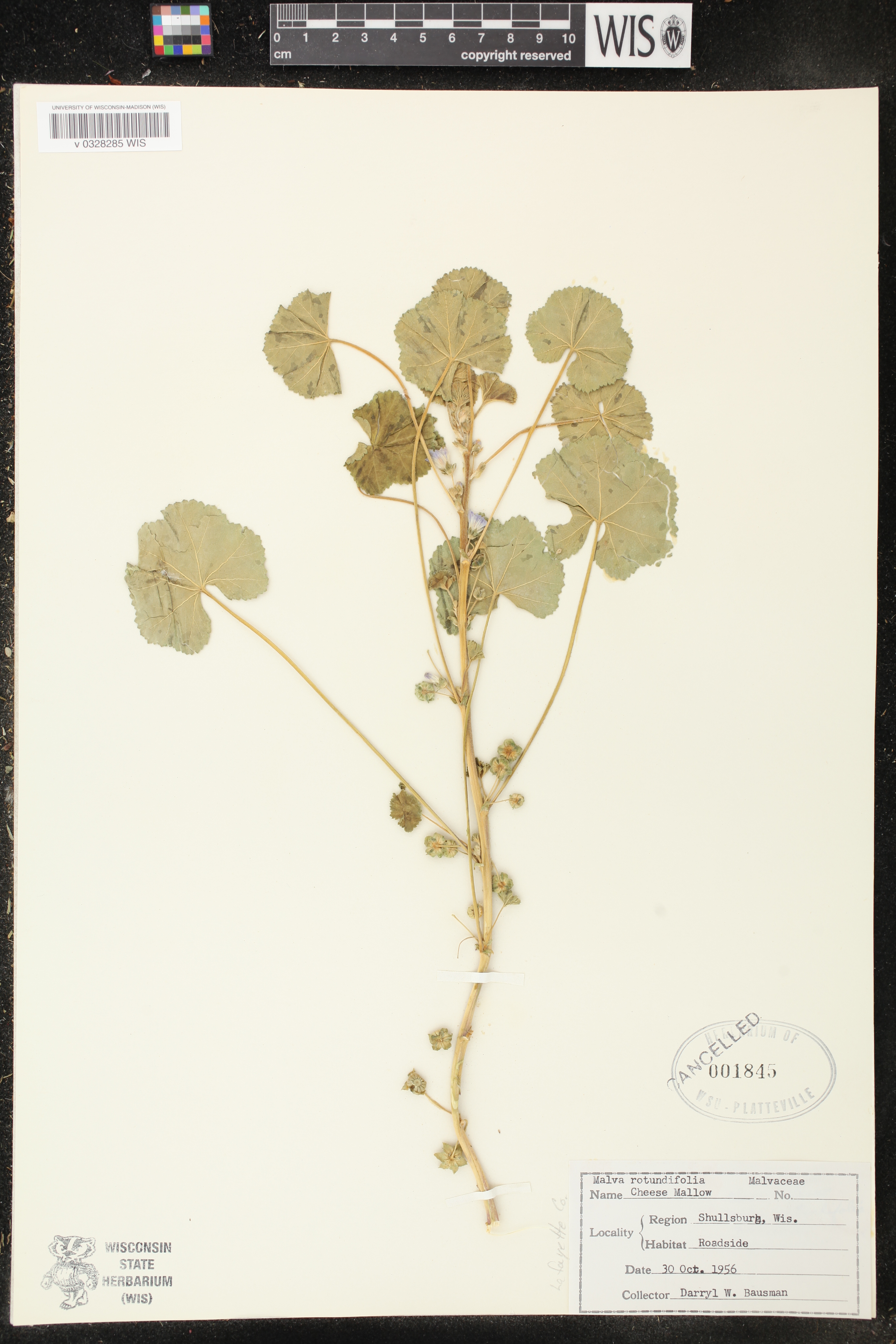 Malva neglecta image