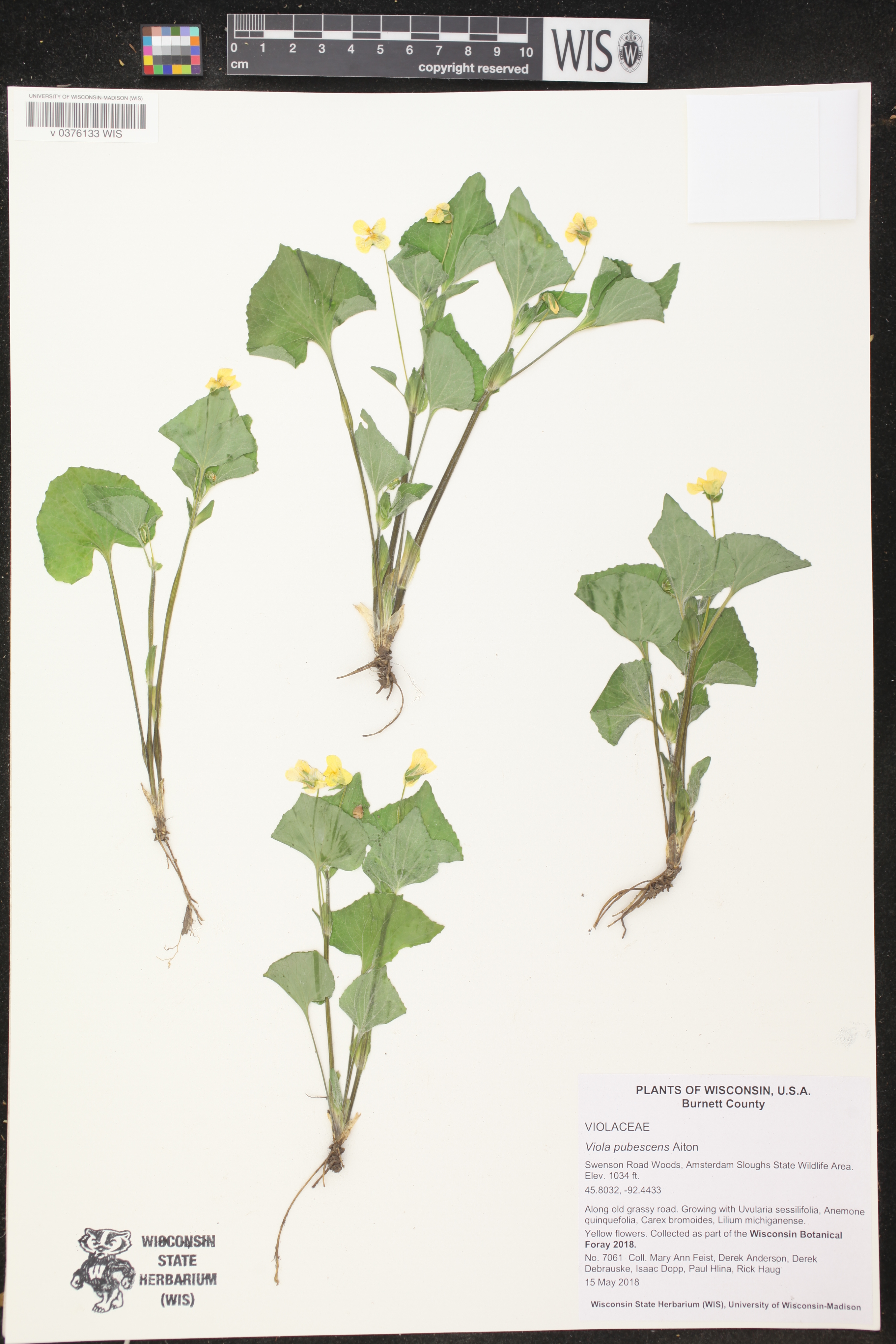 Viola pubescens image
