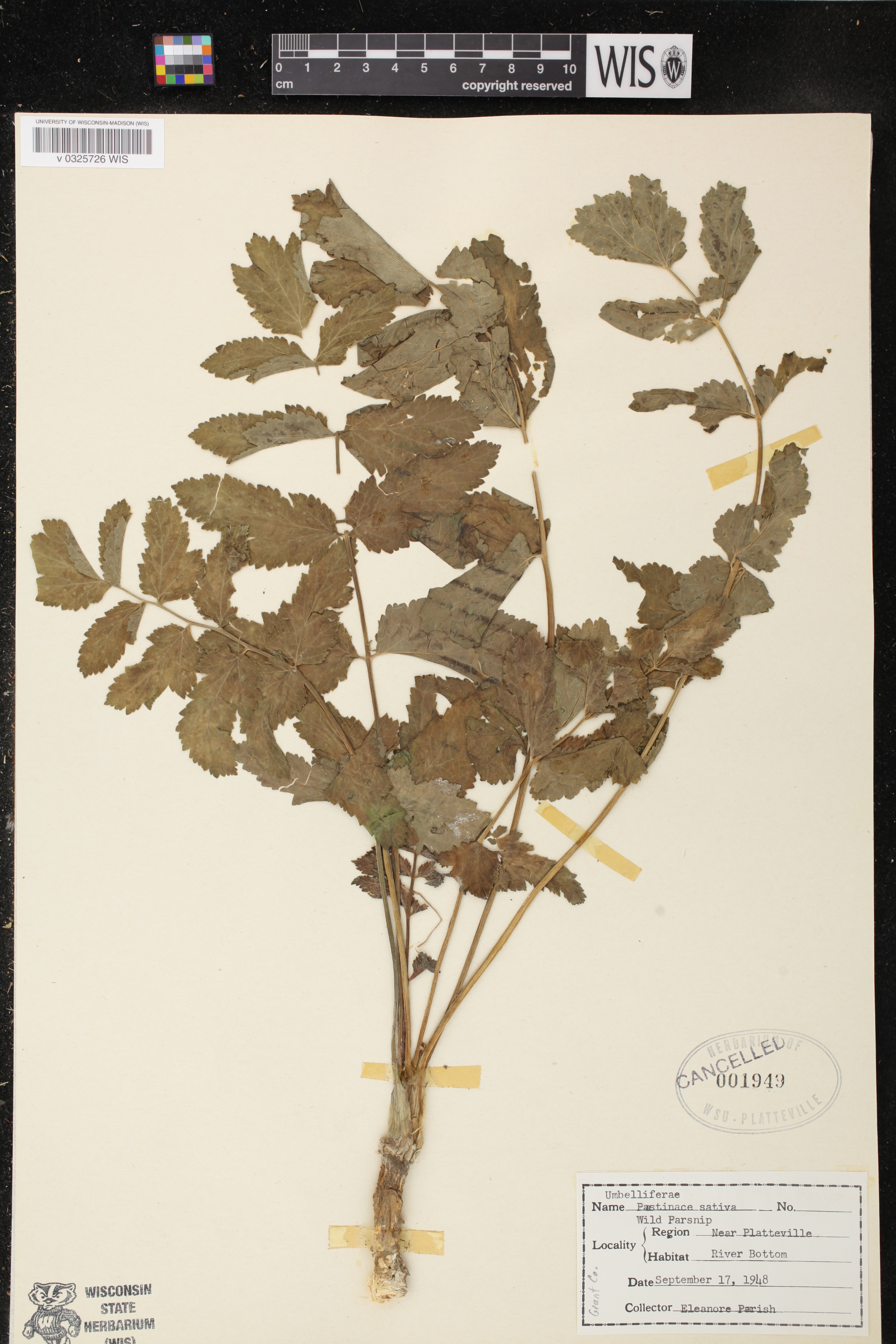 Pastinaca sativa image