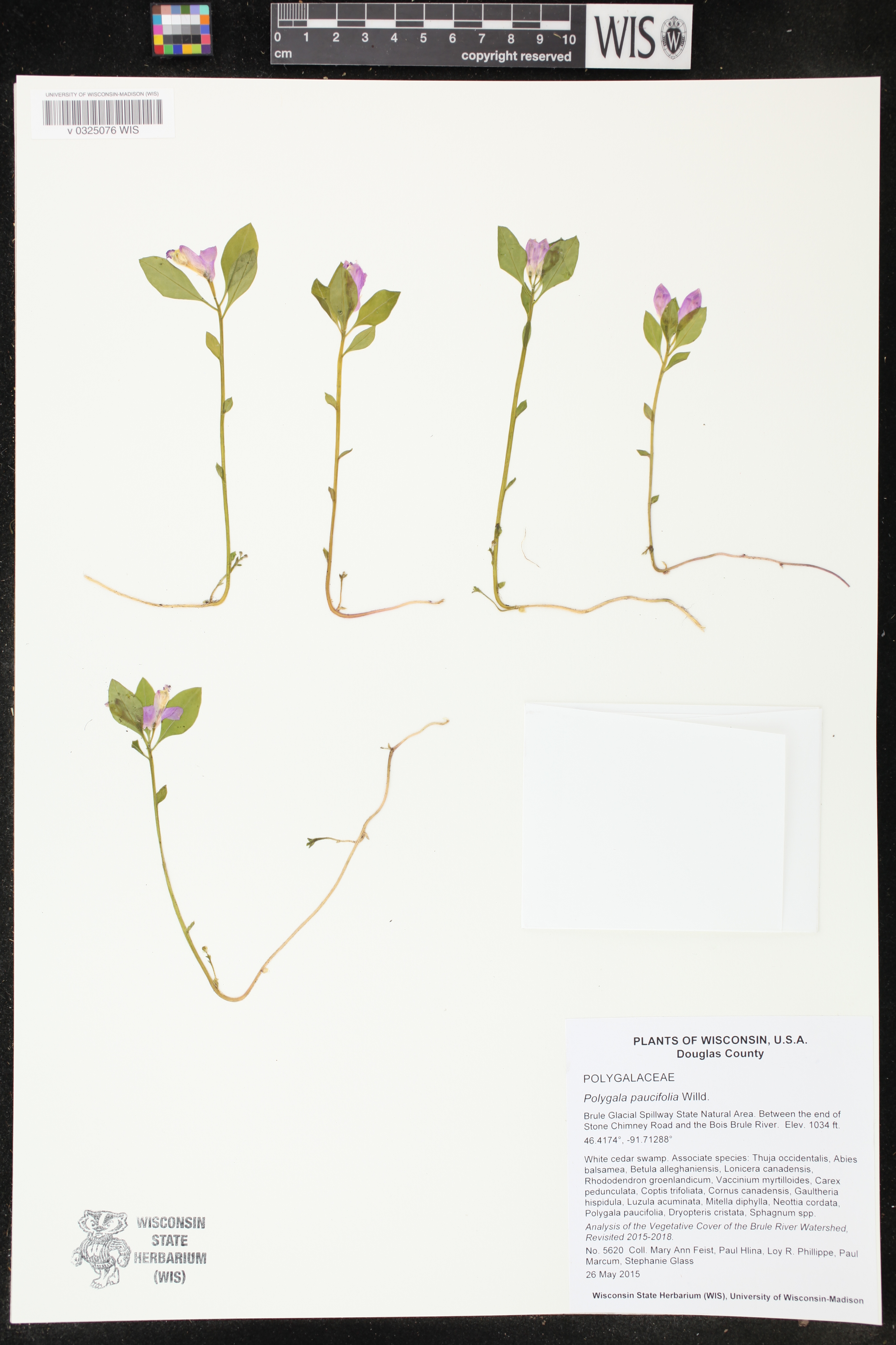 Polygala paucifolia image