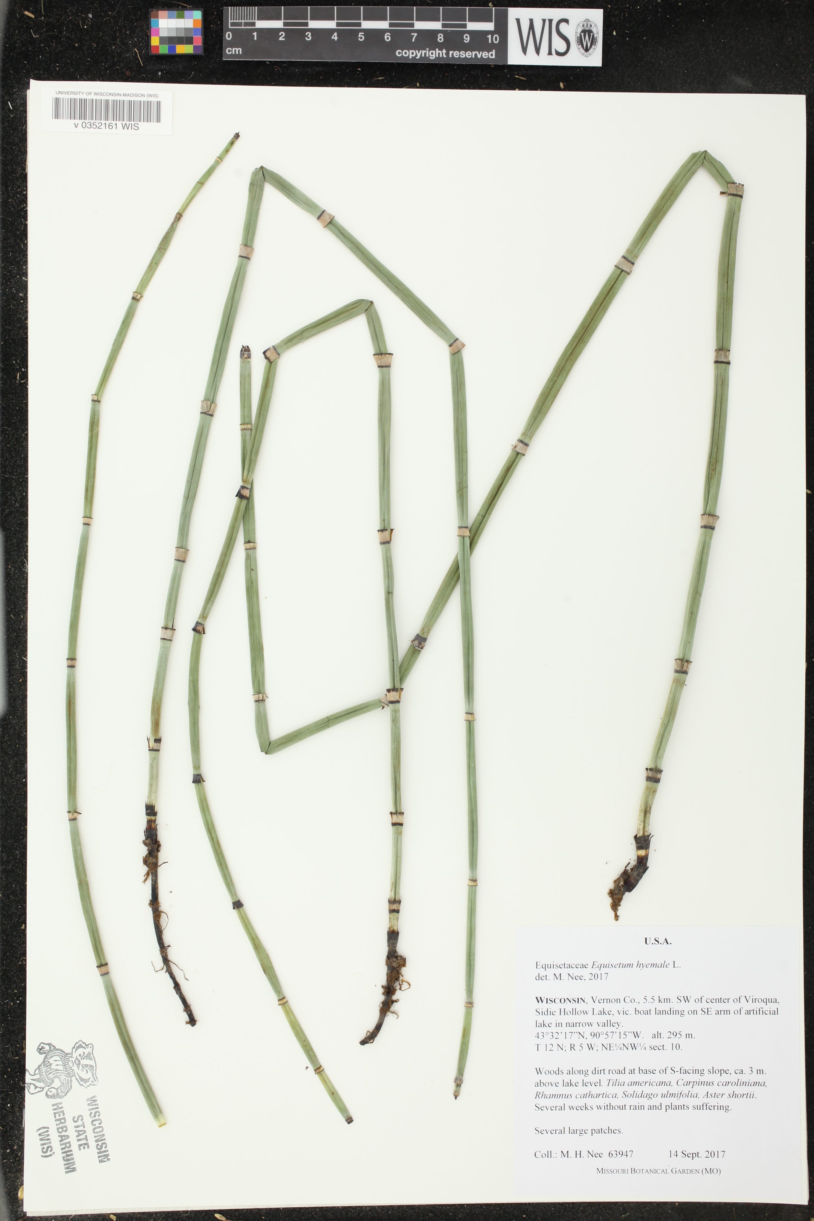 Equisetum hyemale image